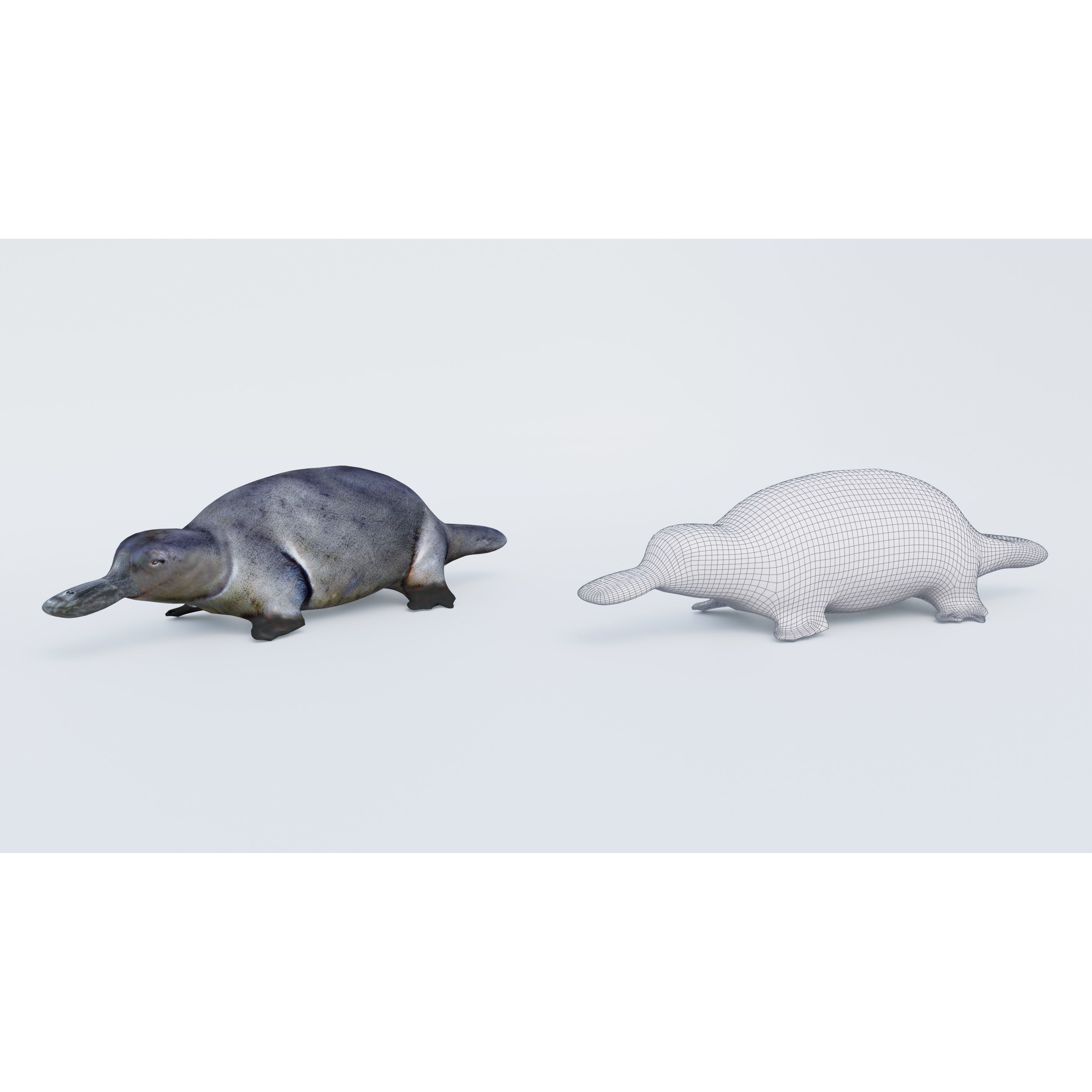 Platypus Free 3D model 6