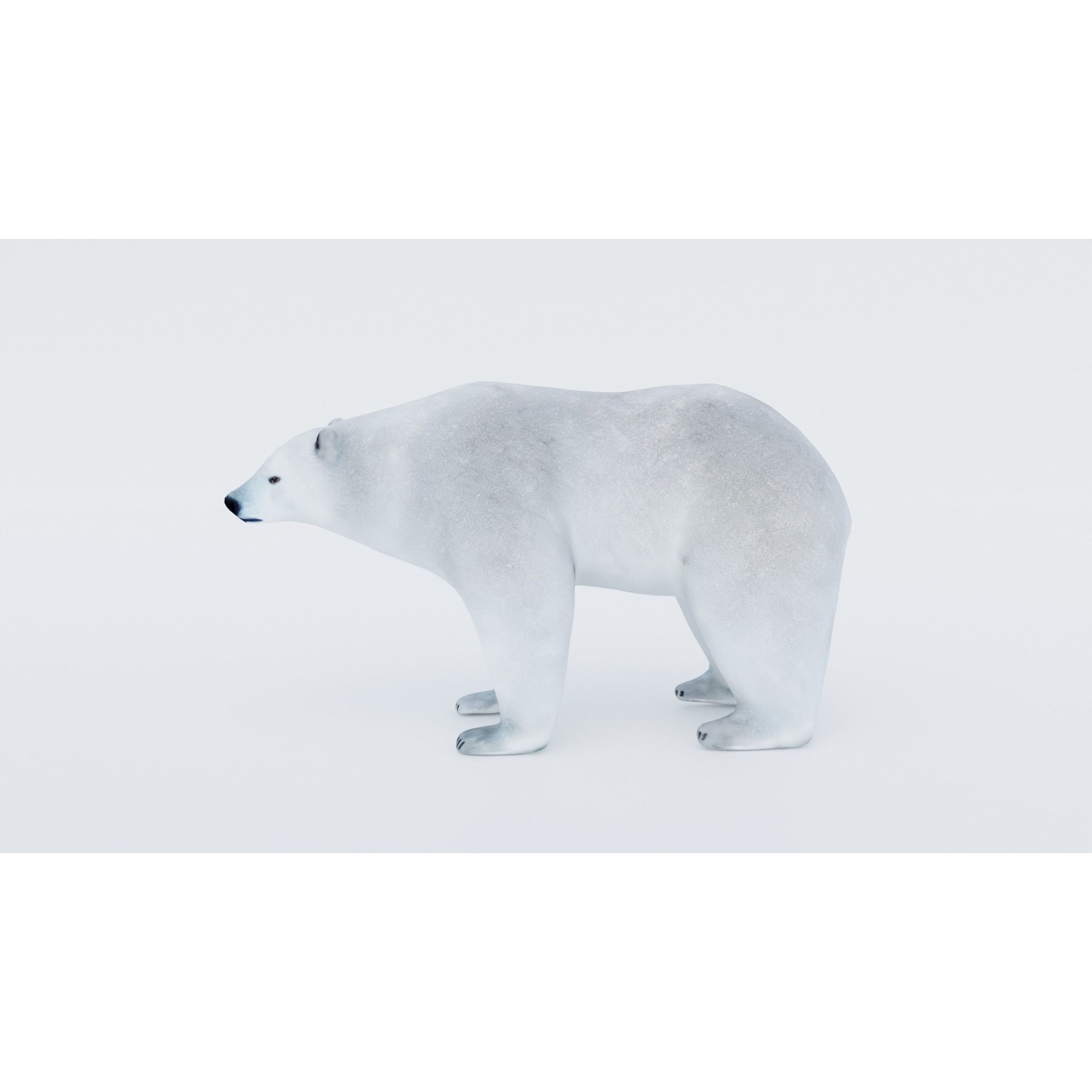 Polar Bear Free 3D model 2