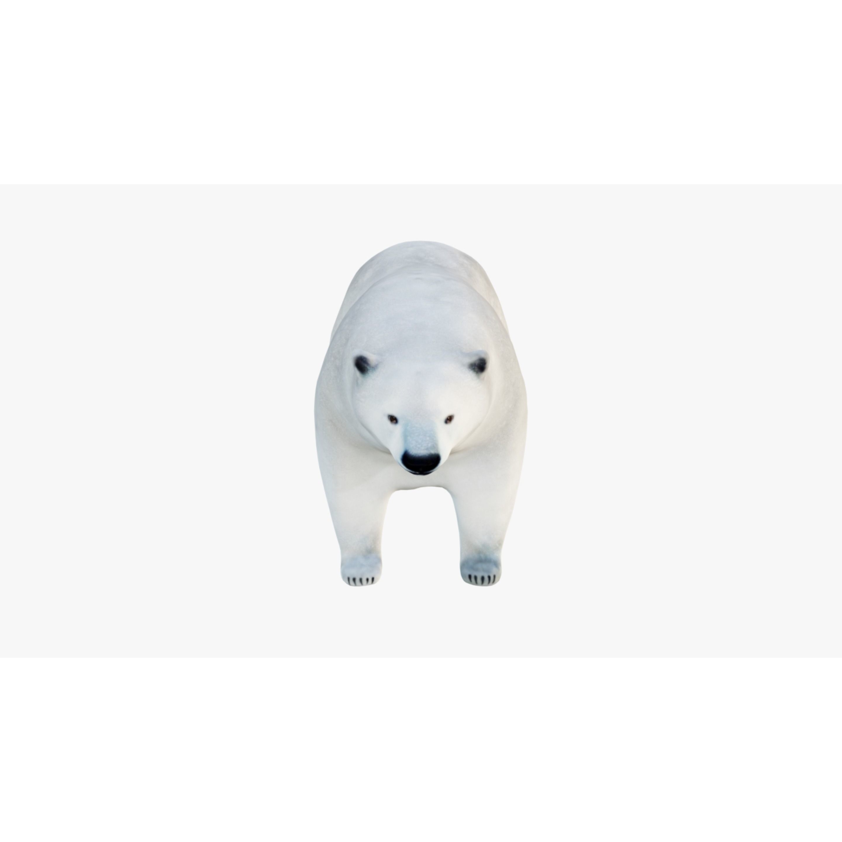 Polar Bear Free 3D model 3