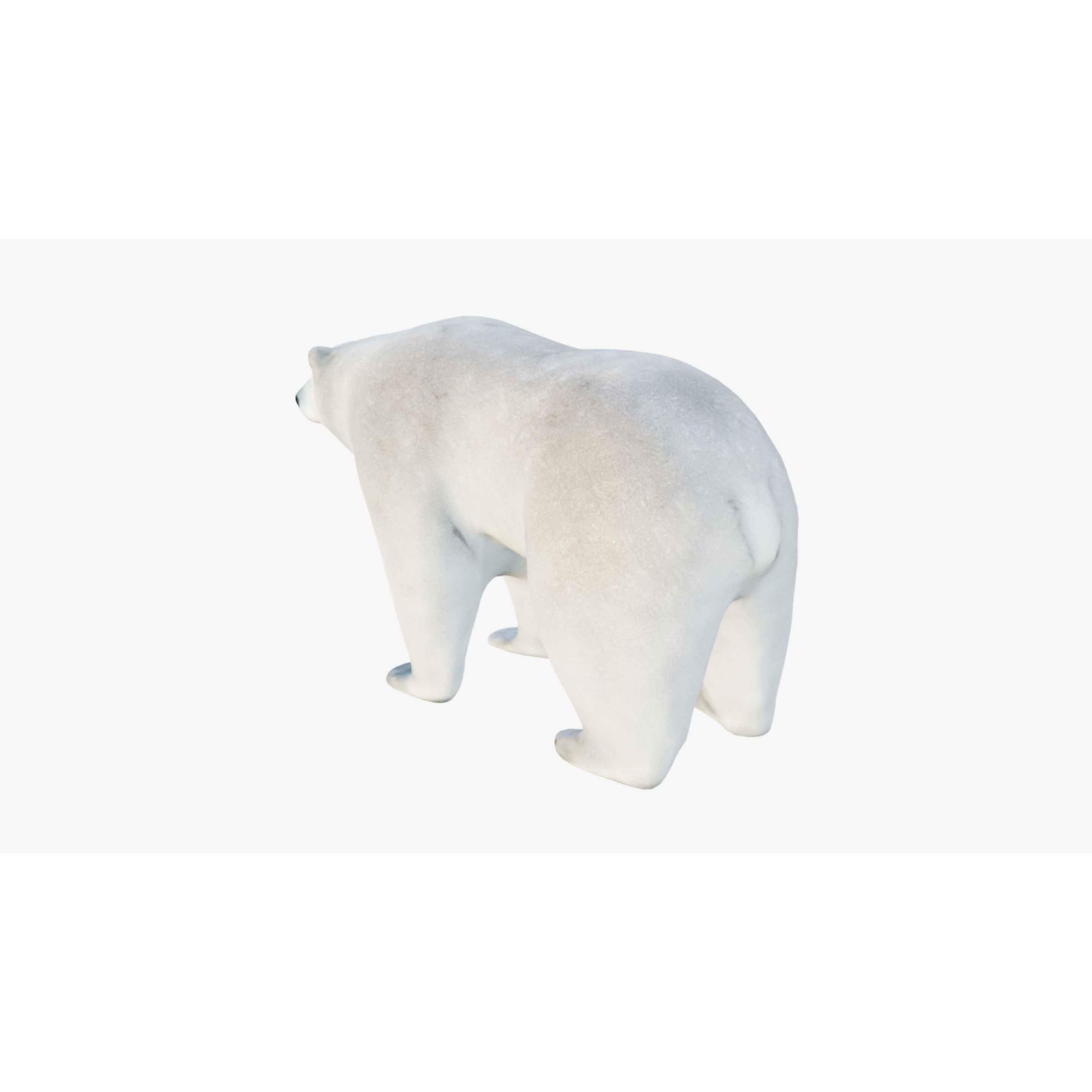 Polar Bear Free 3D model 4