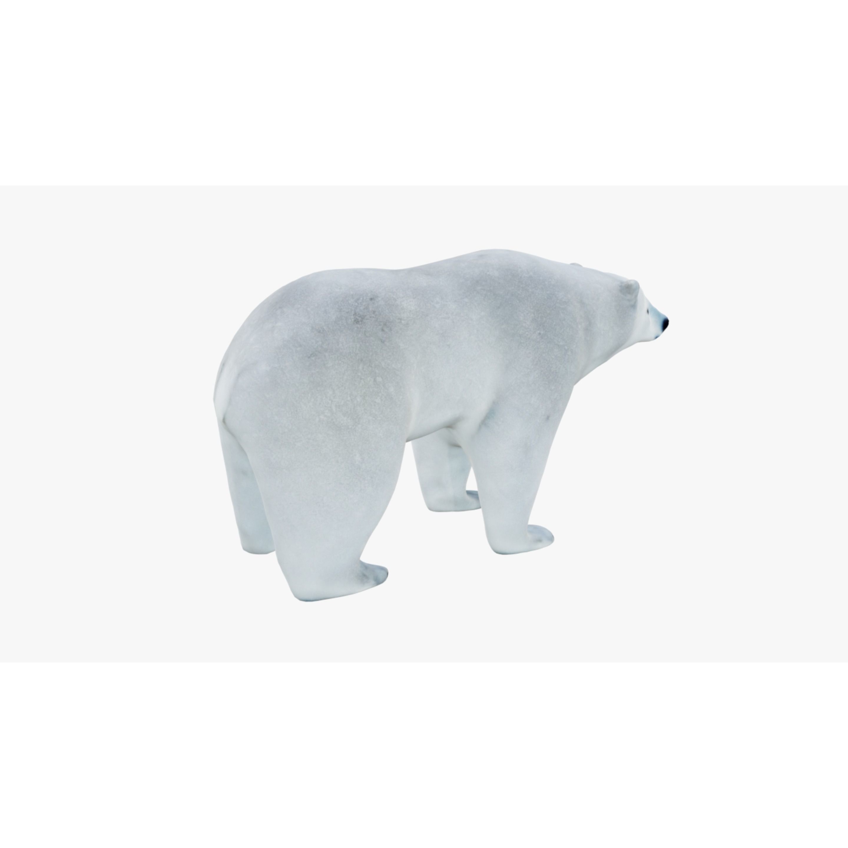 Polar Bear Free 3D model 5