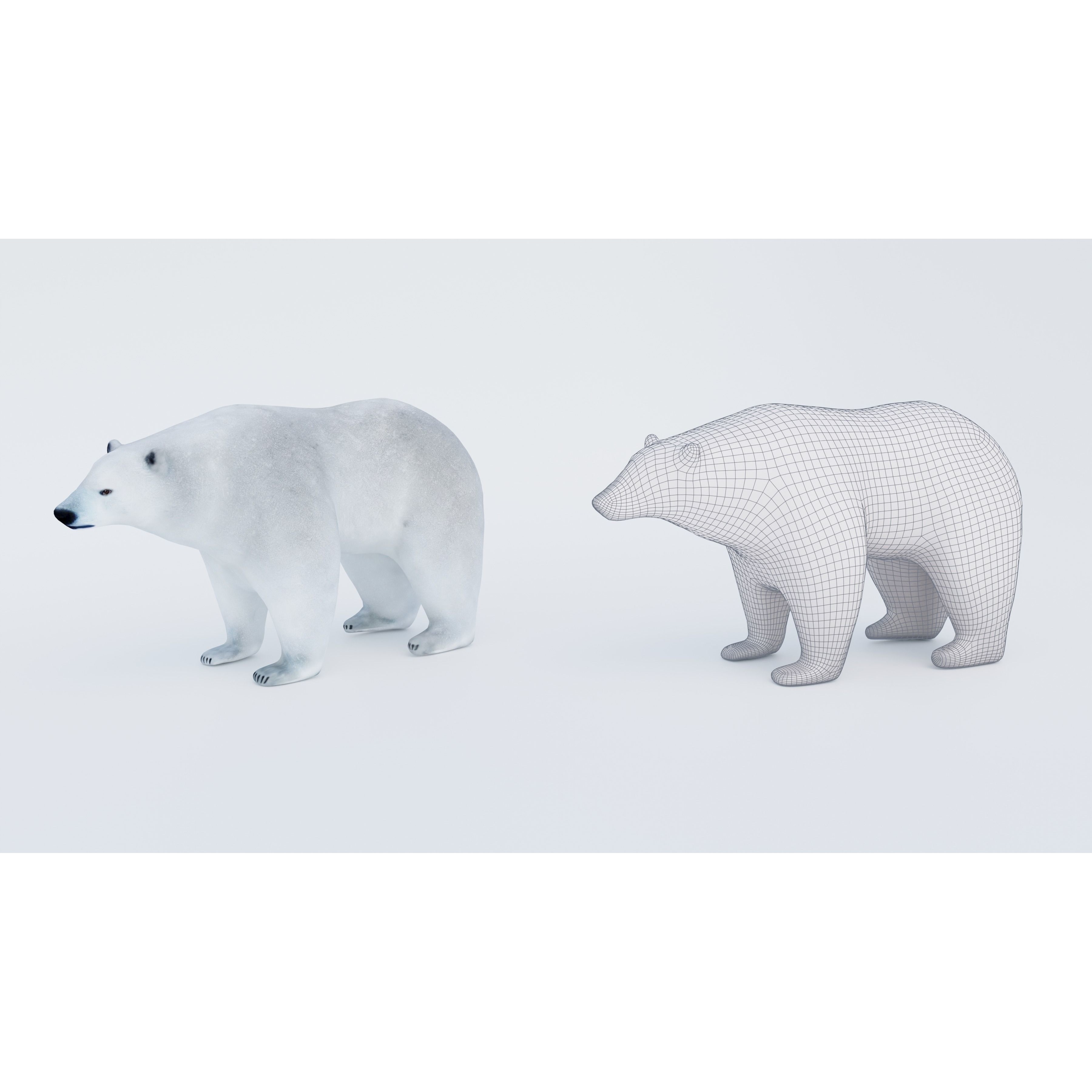 Polar Bear Free 3D model 6