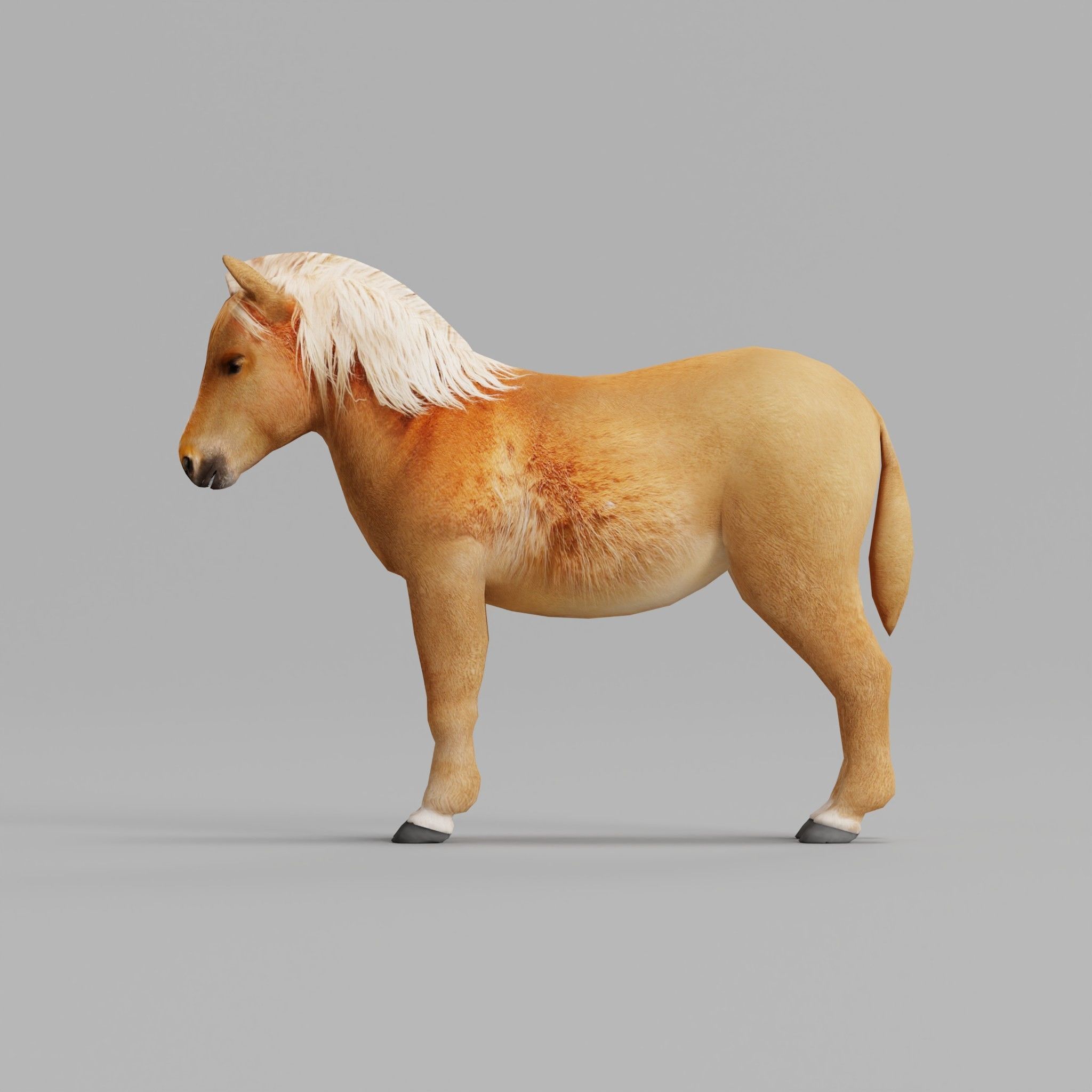 Pony Small Horse Animal Low-poly 3D model 5