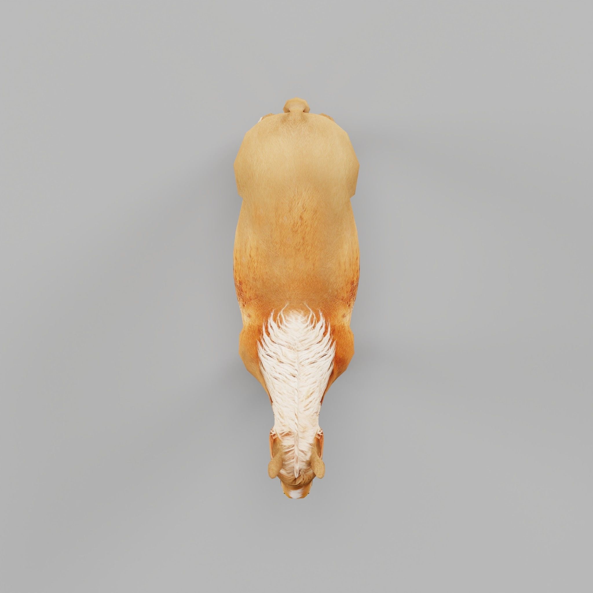 Pony Small Horse Animal Low-poly 3D model 6
