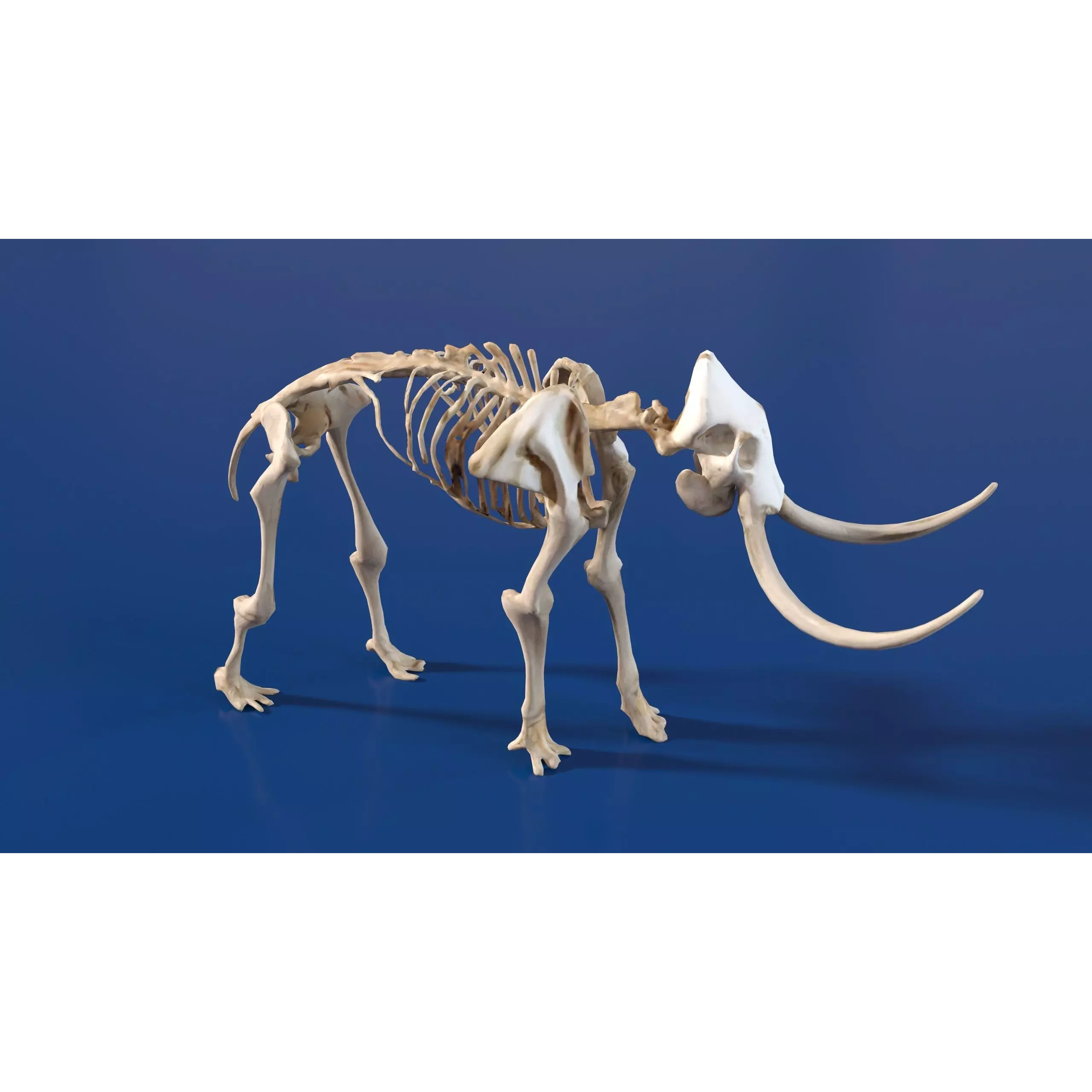 Prehistoric mammoth skeleton with prominent curved tusks Free low-poly 3D model