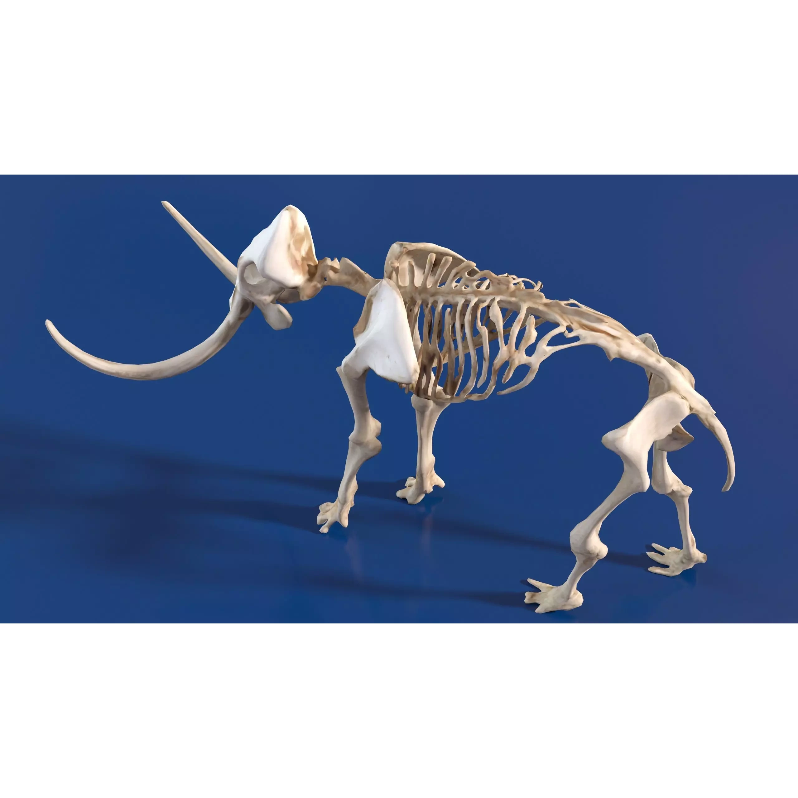 Prehistoric mammoth skeleton with prominent curved tusks Free low-poly 3D model 2