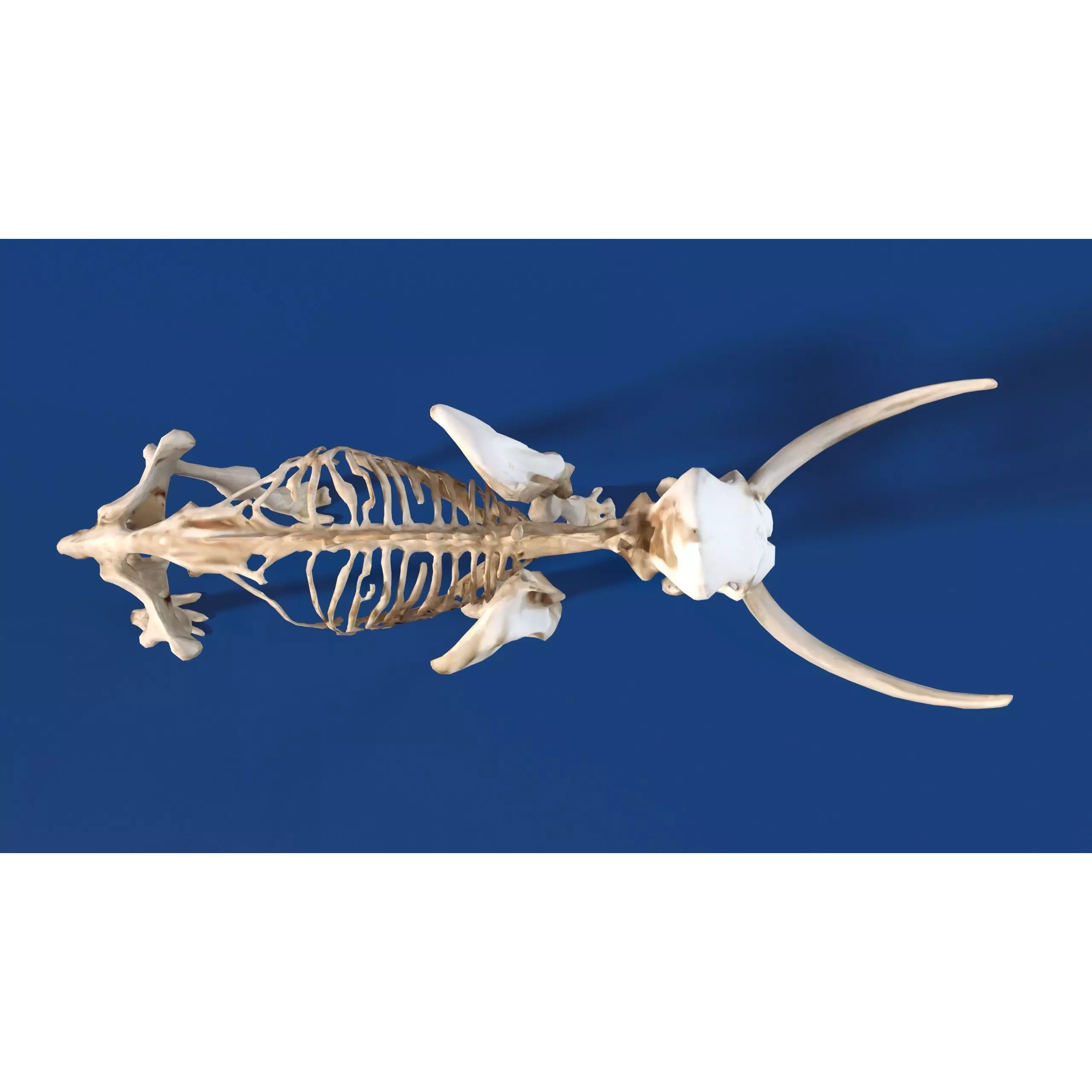 Prehistoric mammoth skeleton with prominent curved tusks Free low-poly 3D model 3