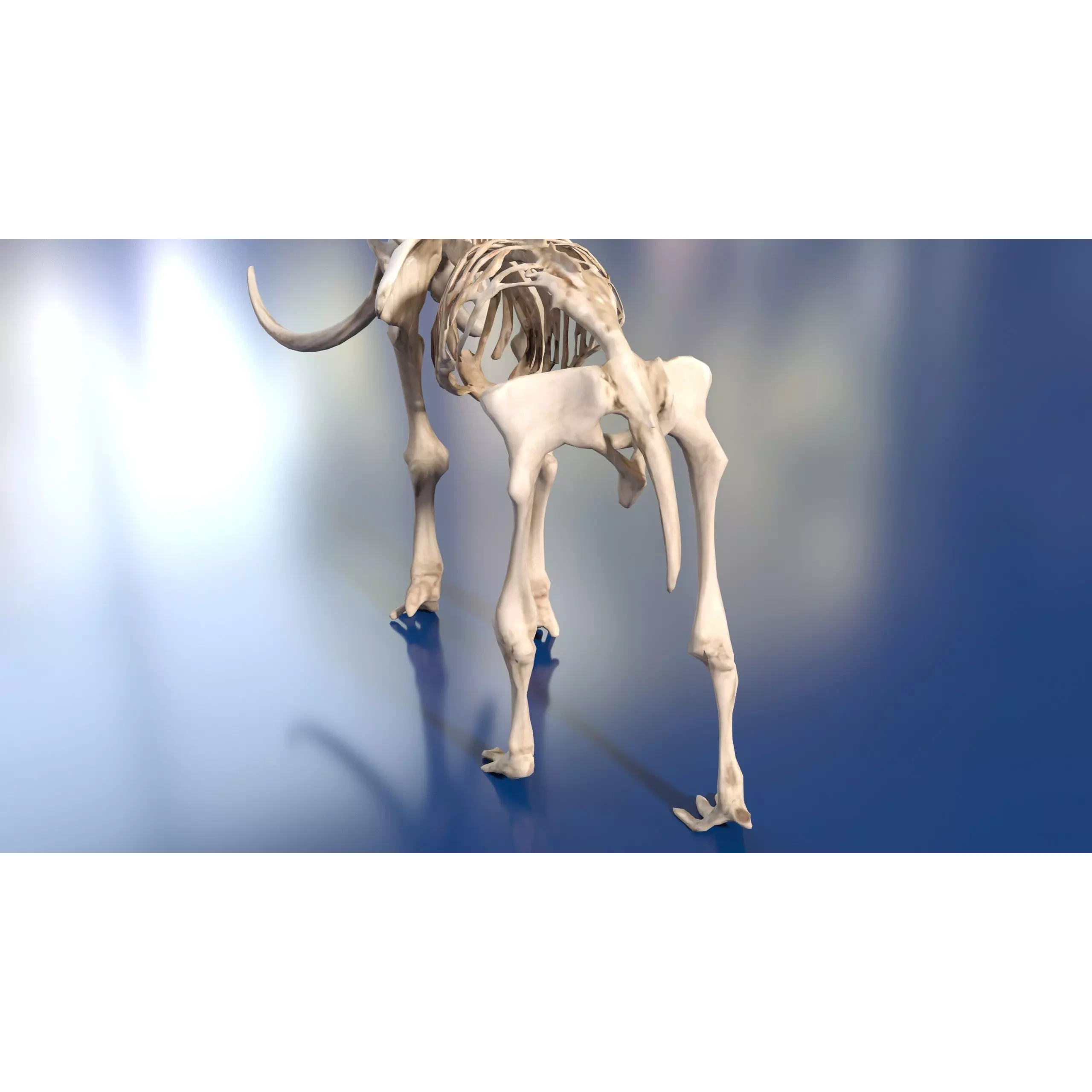 Prehistoric mammoth skeleton with prominent curved tusks Free low-poly 3D model 4