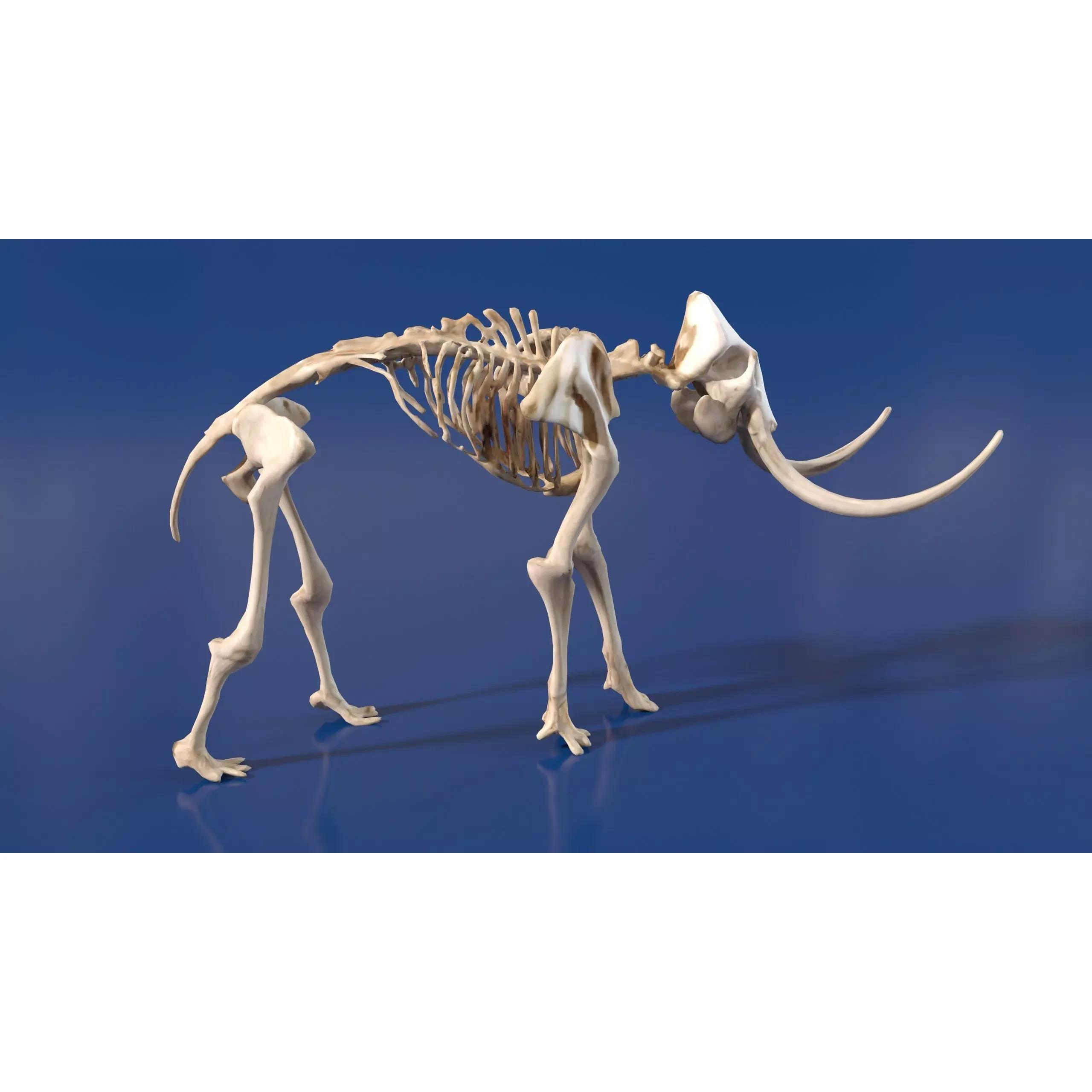 Prehistoric mammoth skeleton with prominent curved tusks Free low-poly 3D model 5