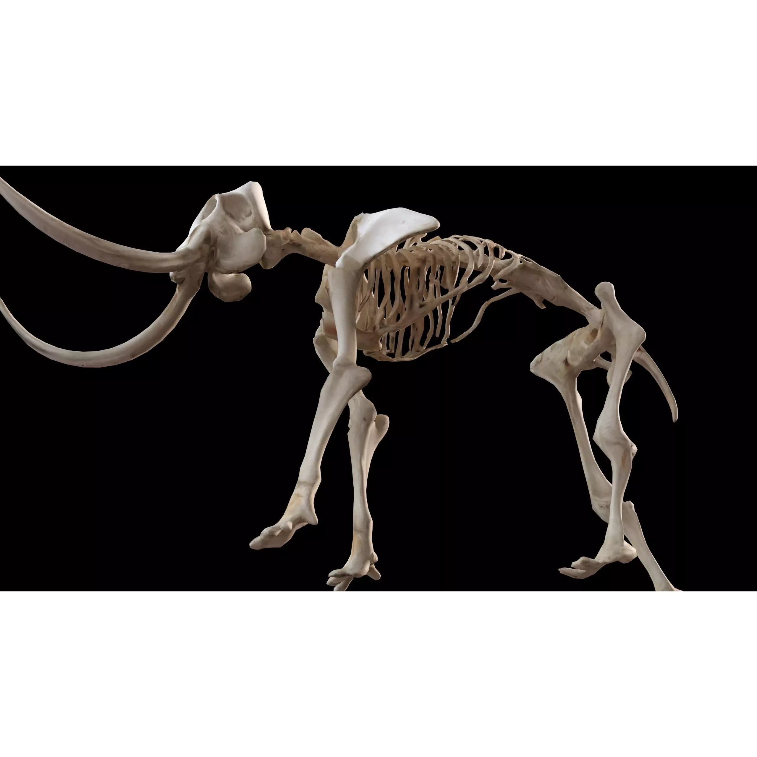 Prehistoric mammoth skeleton with prominent curved tusks Free low-poly 3D model 6