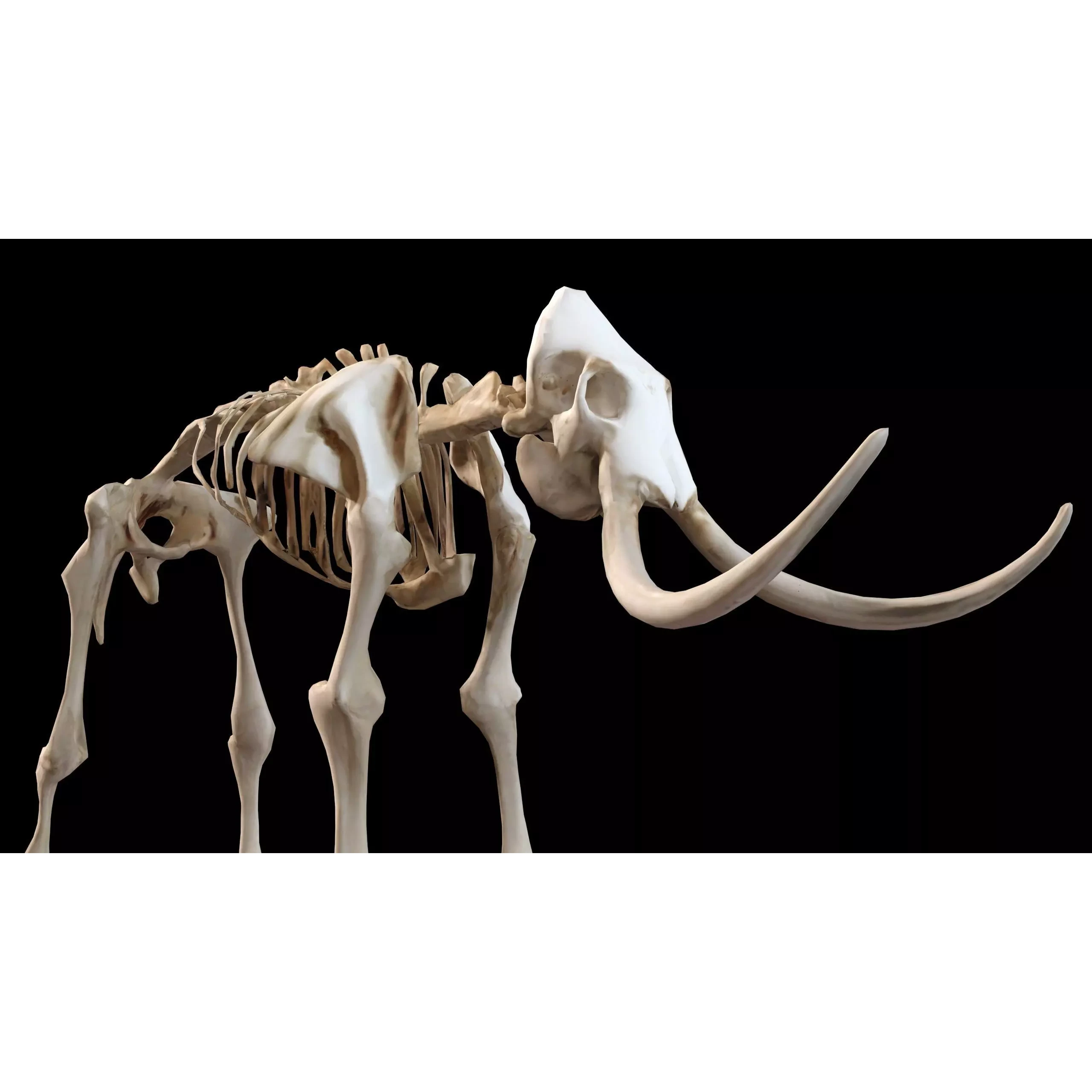 Prehistoric mammoth skeleton with prominent curved tusks Free low-poly 3D model 7
