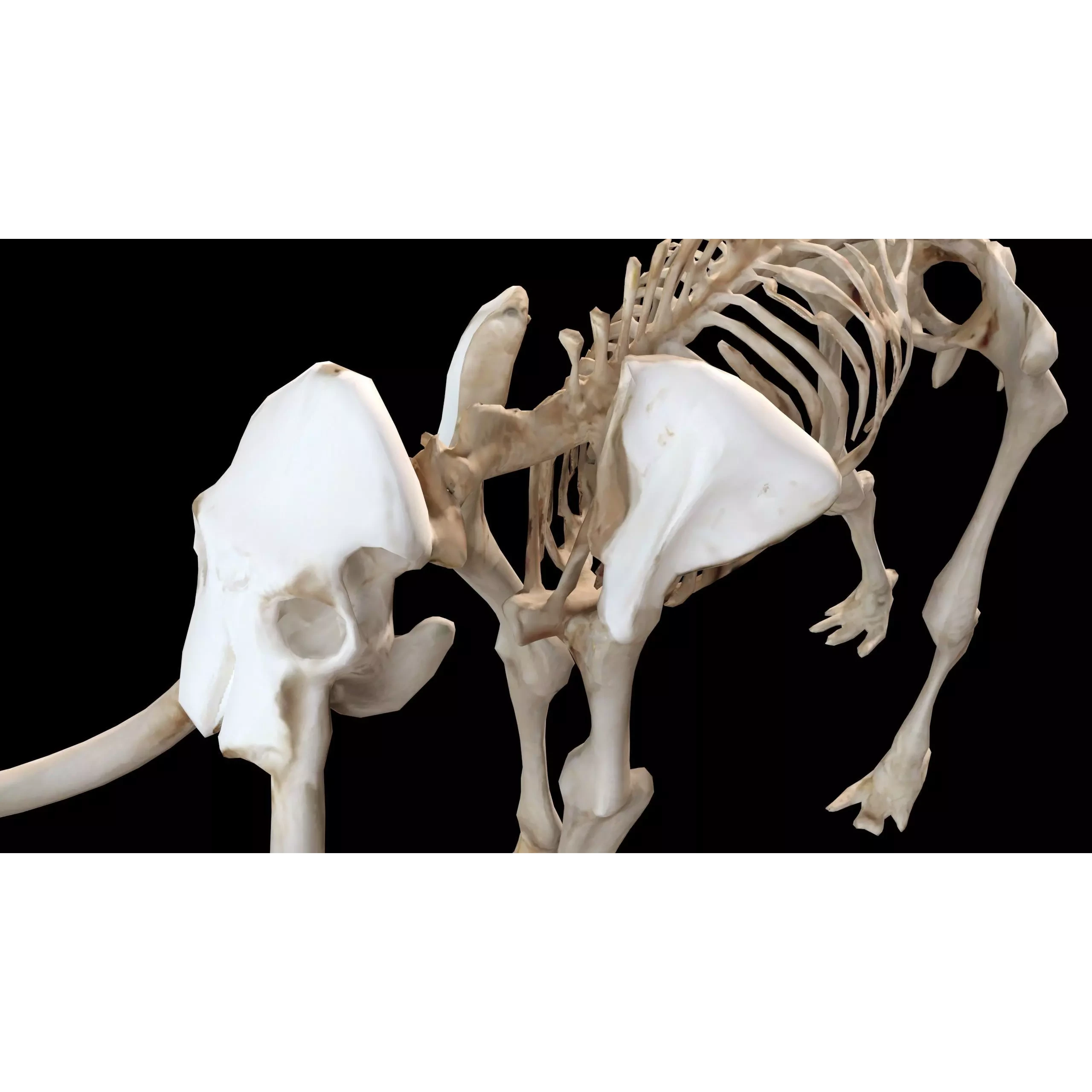 Prehistoric mammoth skeleton with prominent curved tusks Free low-poly 3D model 8
