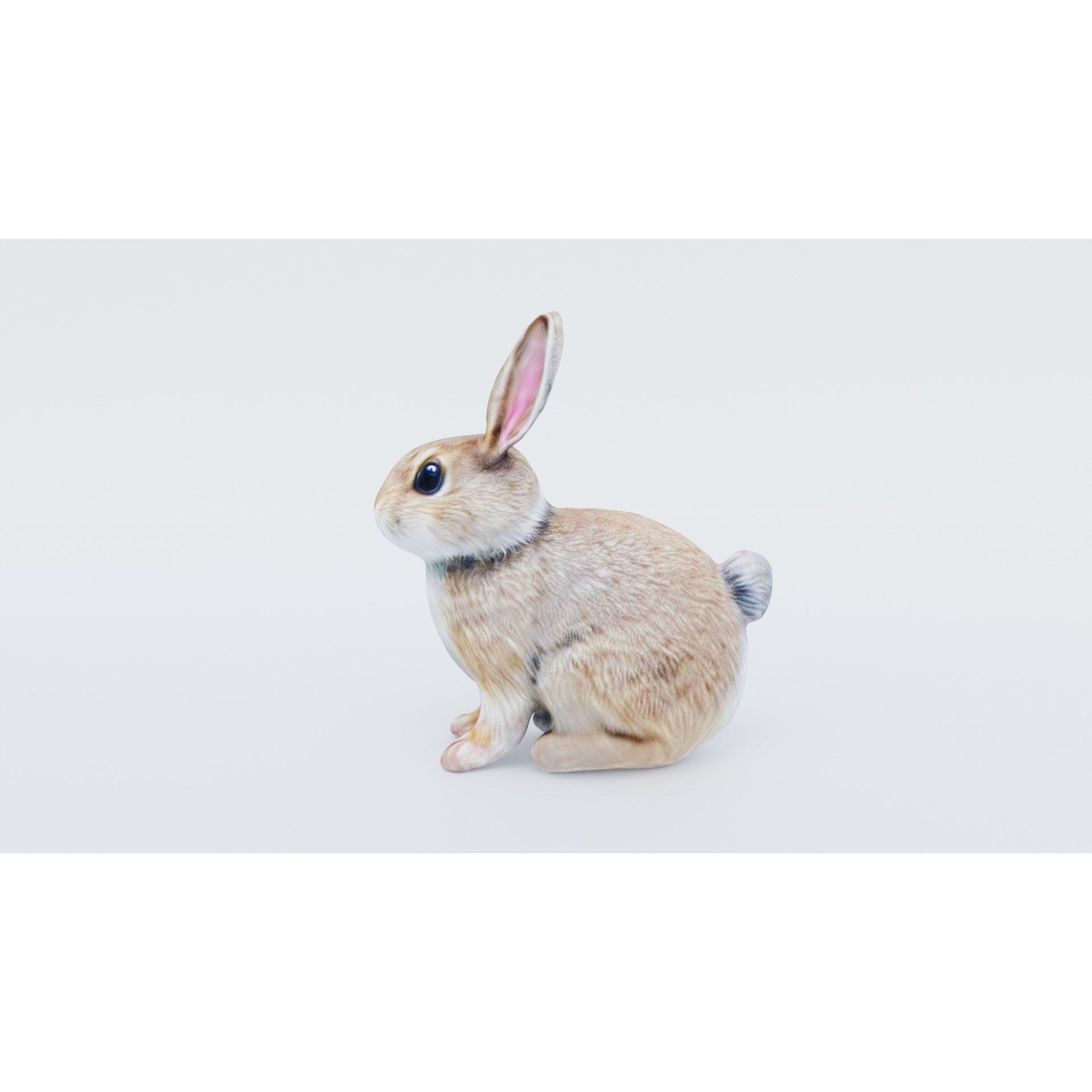 Rabbit Free 3D model 2