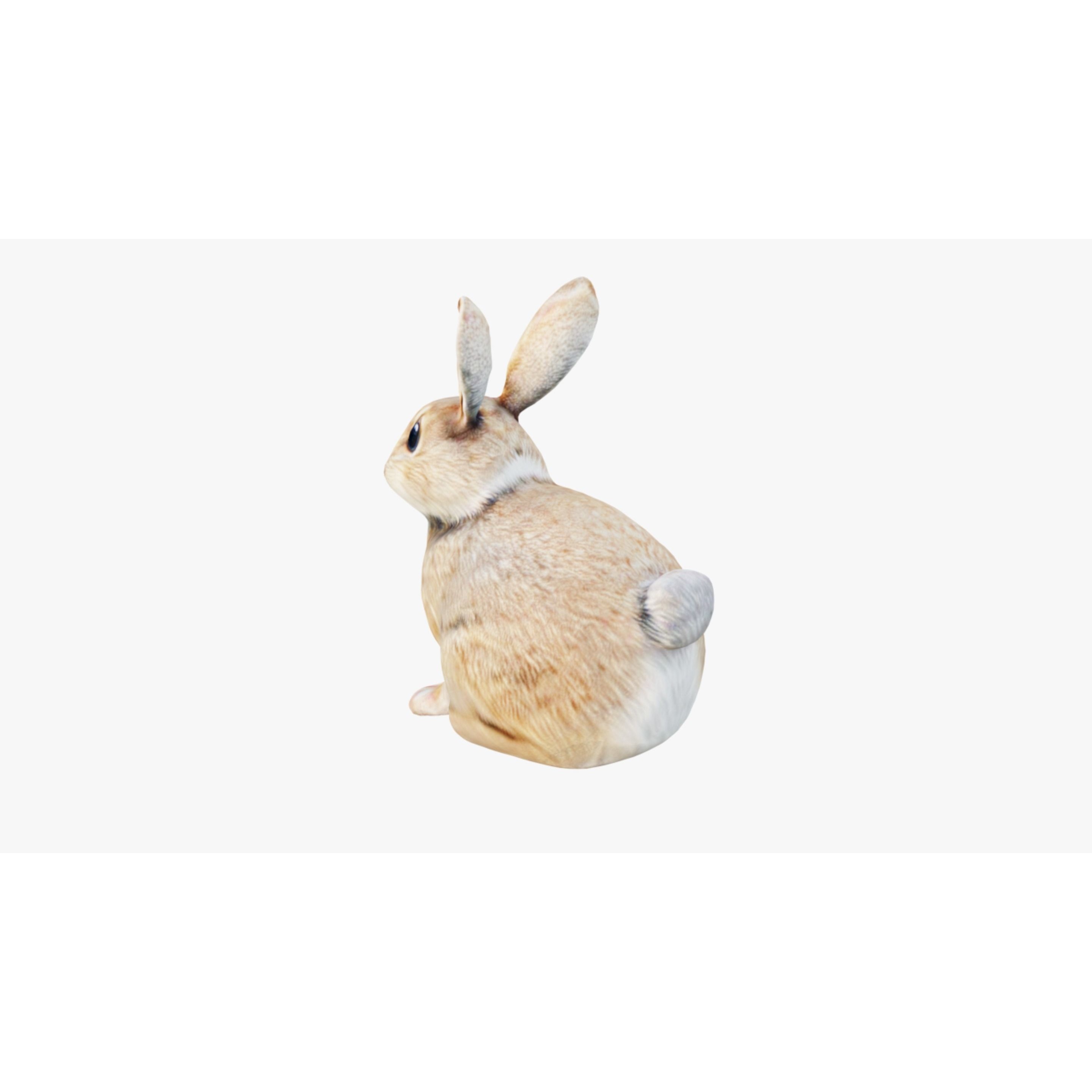 Rabbit Free 3D model 4