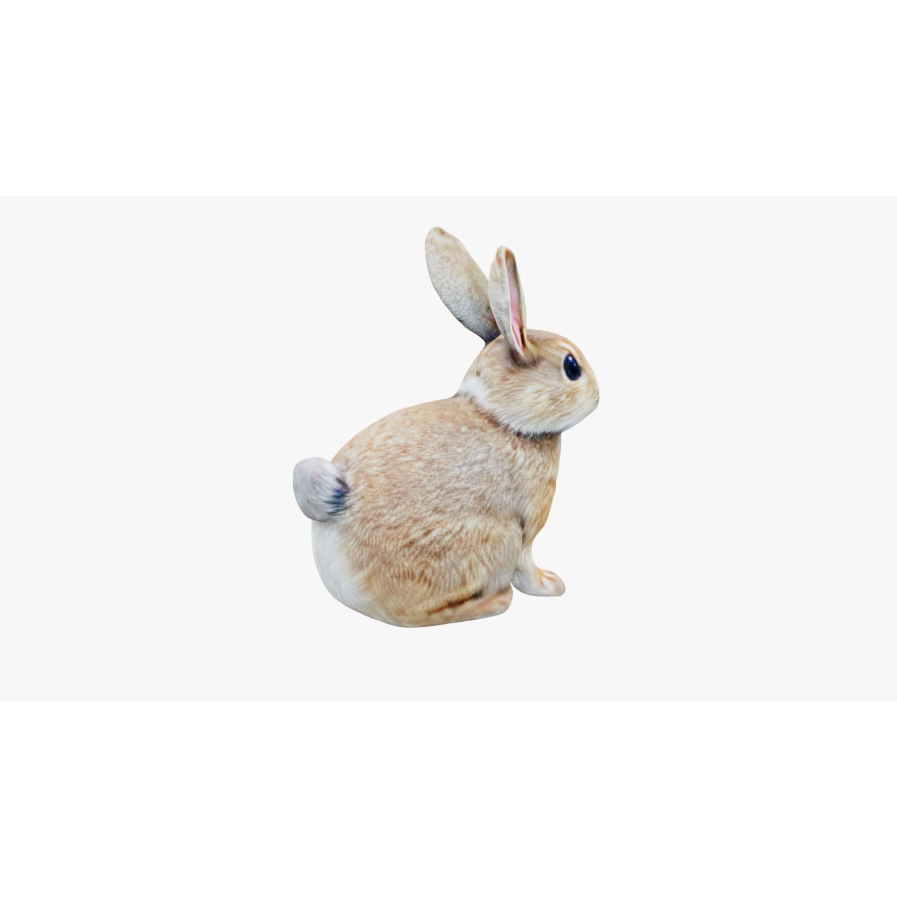 Rabbit Free 3D model 5