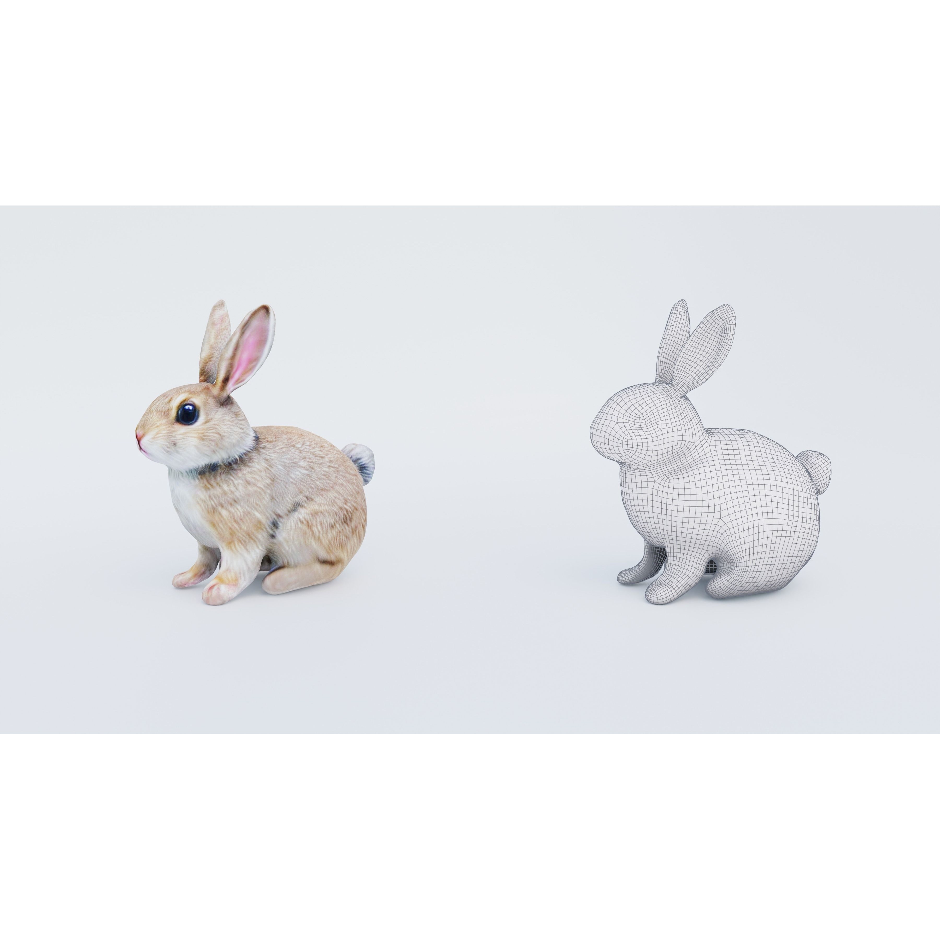 Rabbit Free 3D model 6