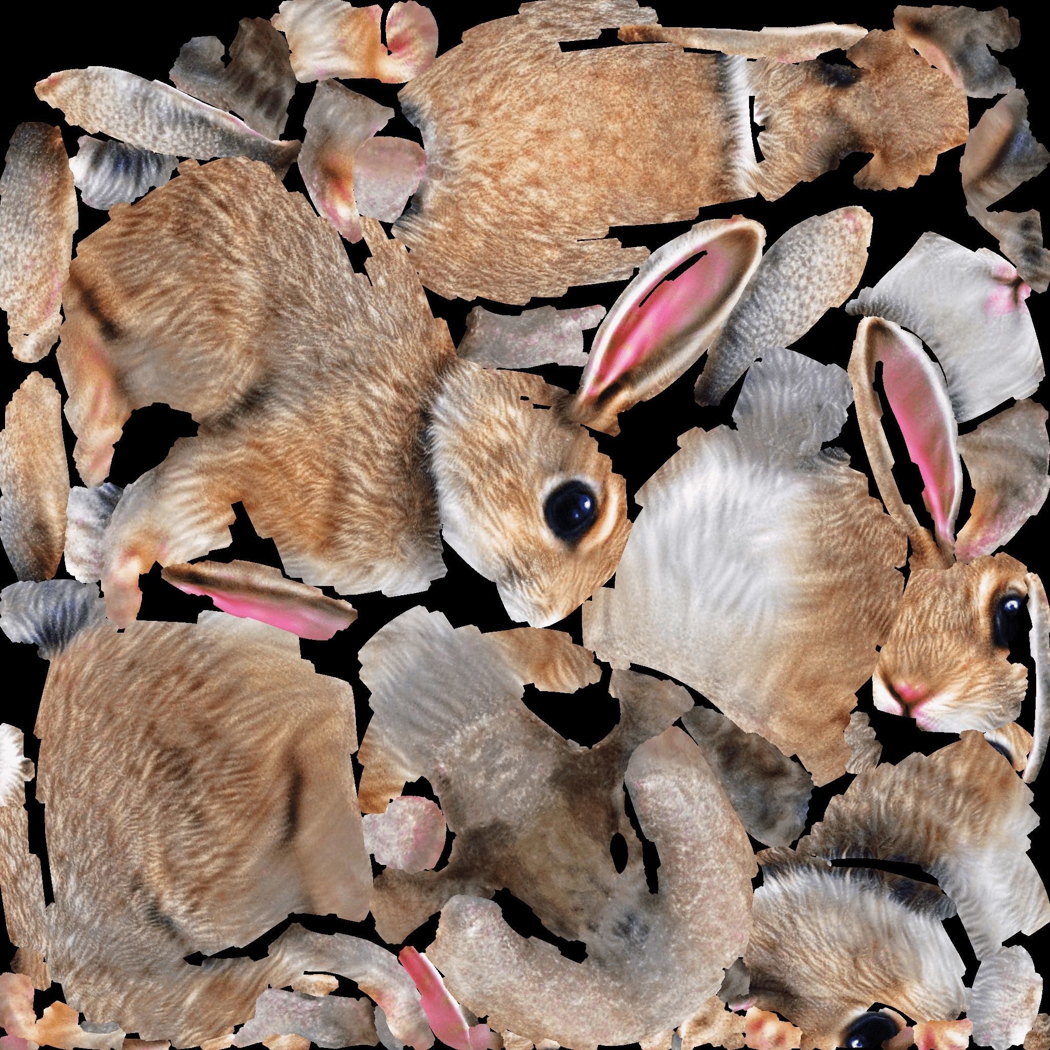 Rabbit Free 3D model 8