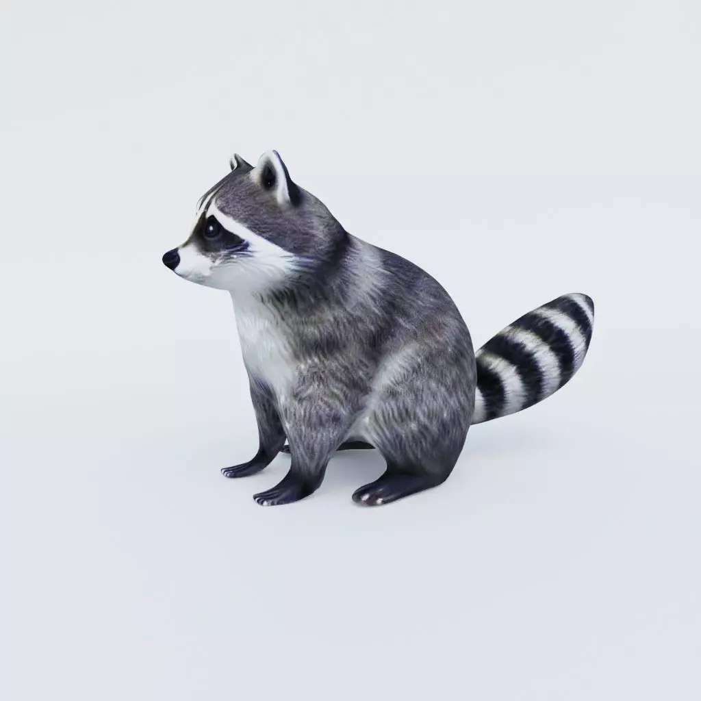 Raccoon Free 3D model