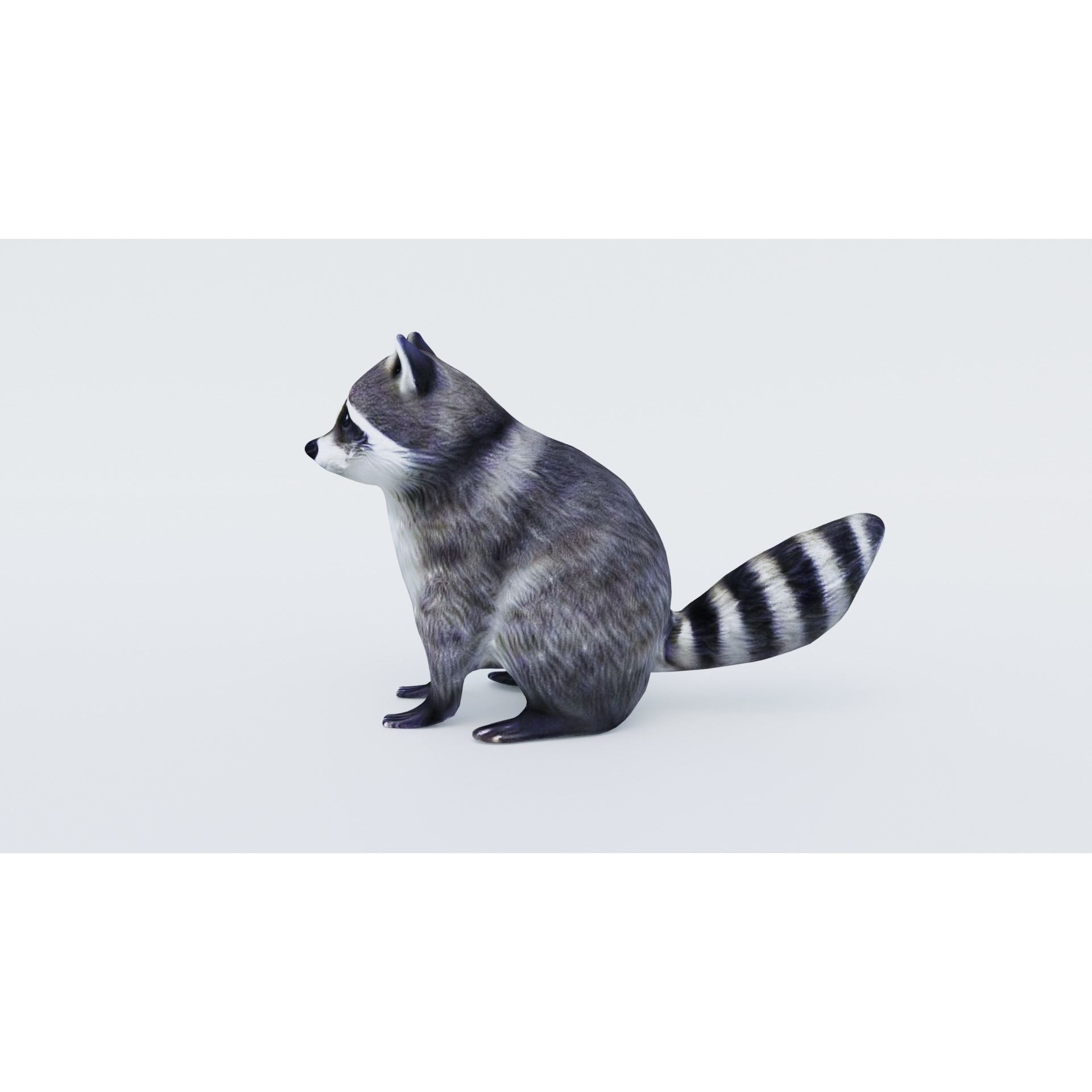 Raccoon Free 3D model 2