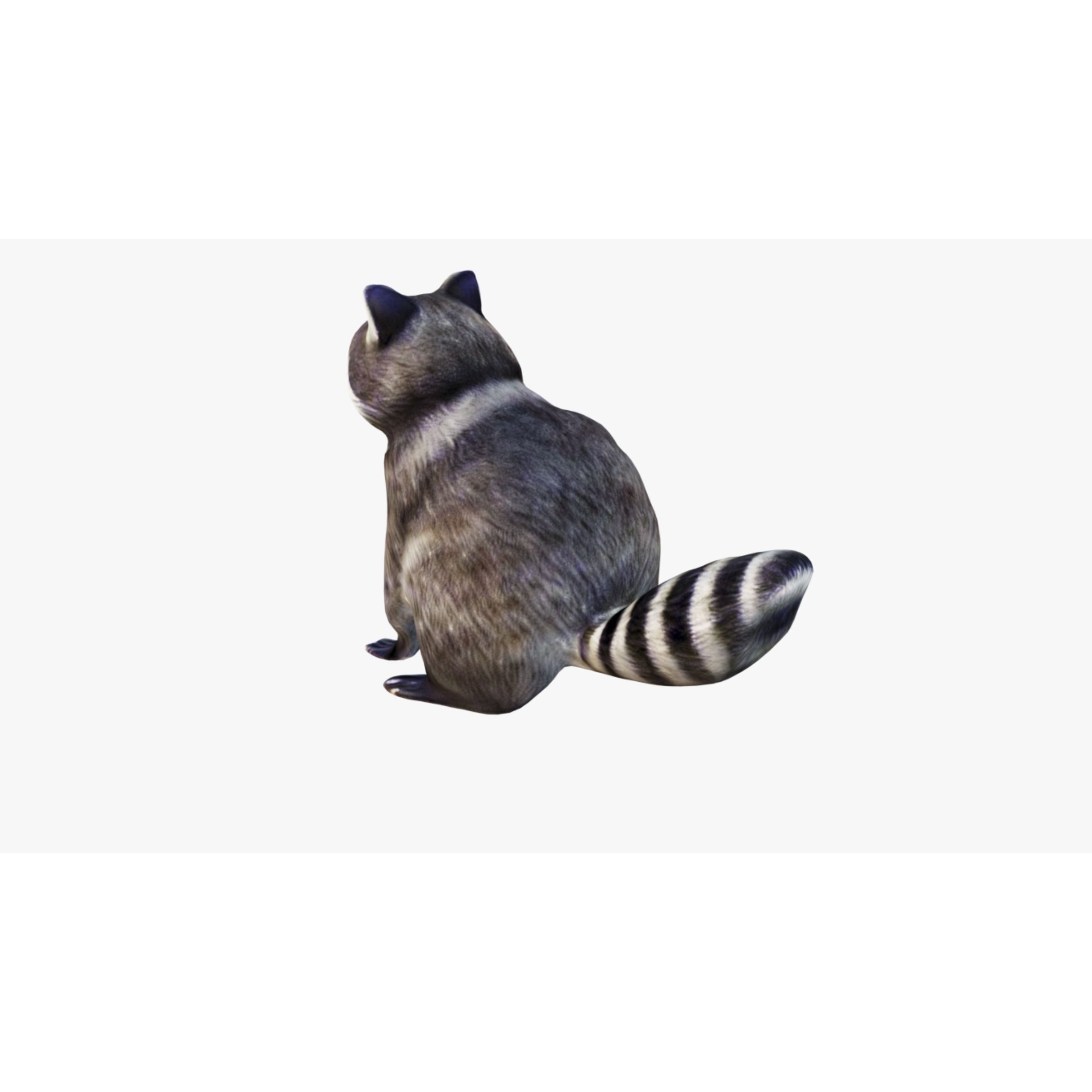 Raccoon Free 3D model 4
