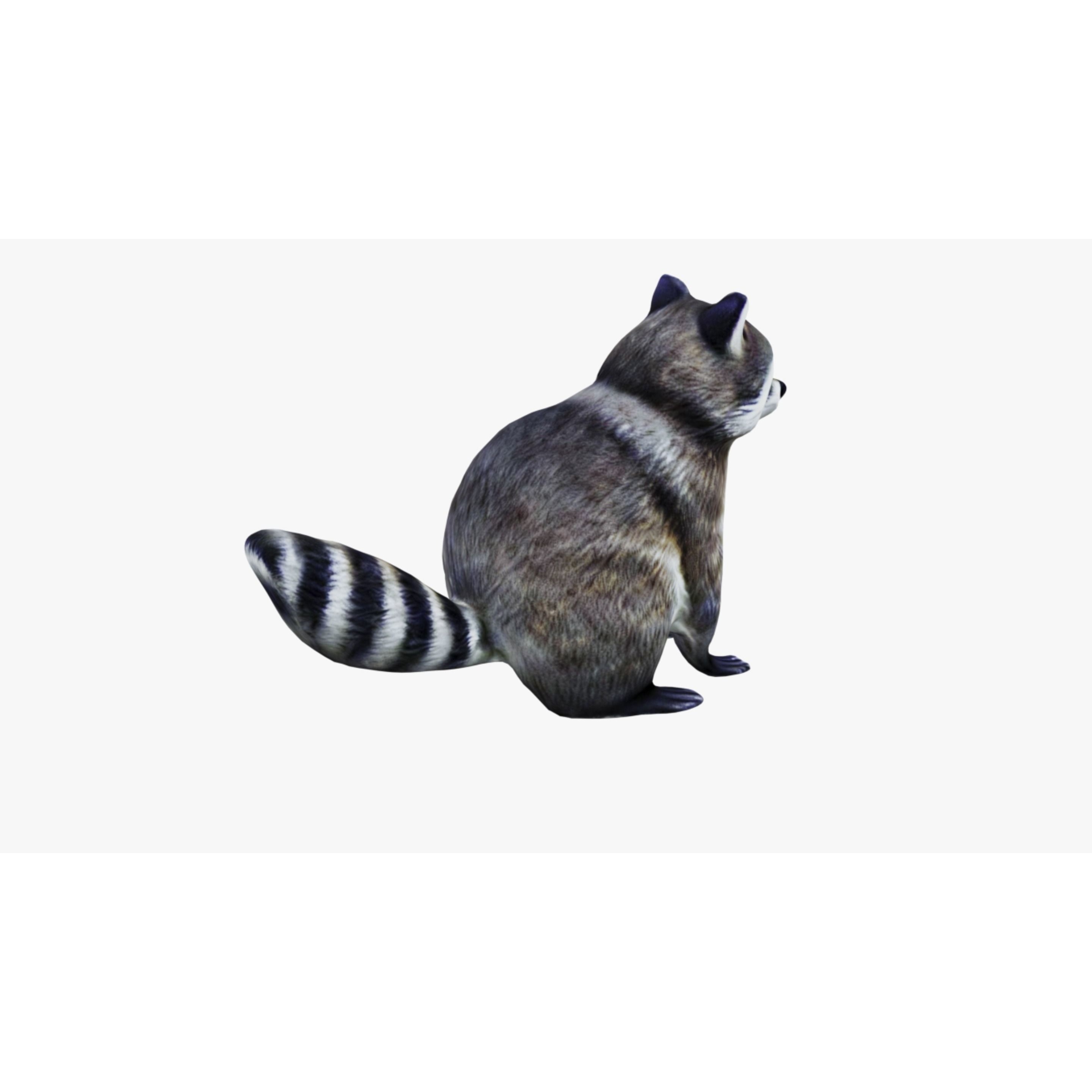 Raccoon Free 3D model 5