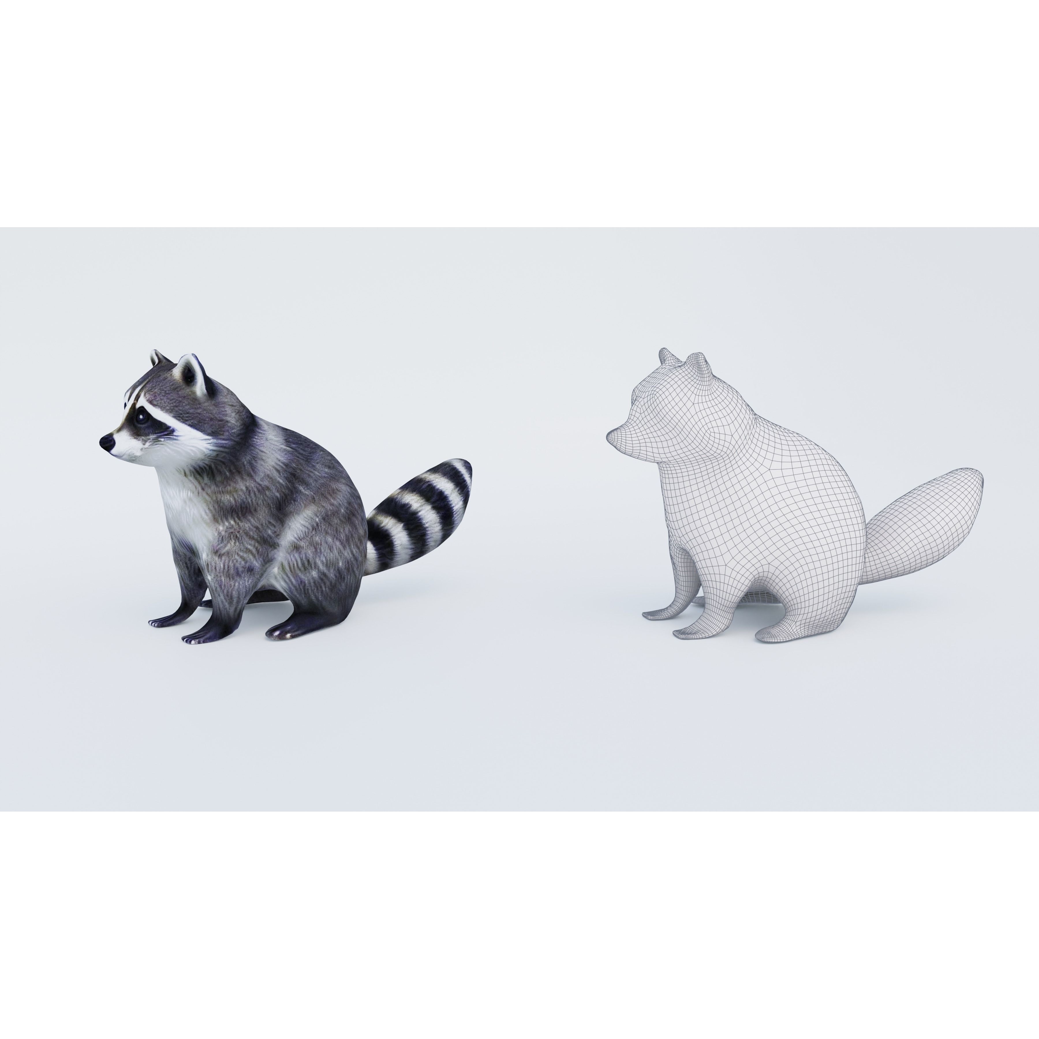 Raccoon Free 3D model 6