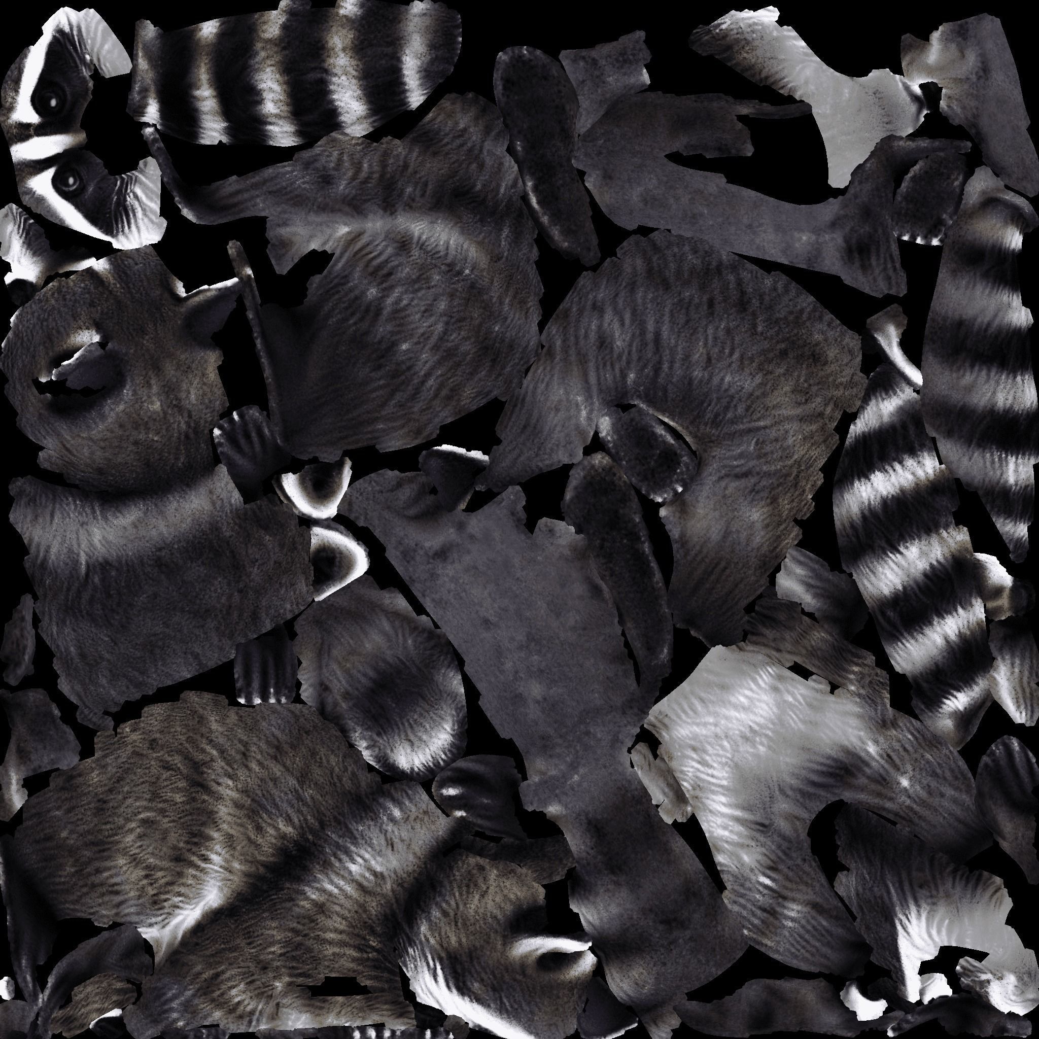 Raccoon Free 3D model 8