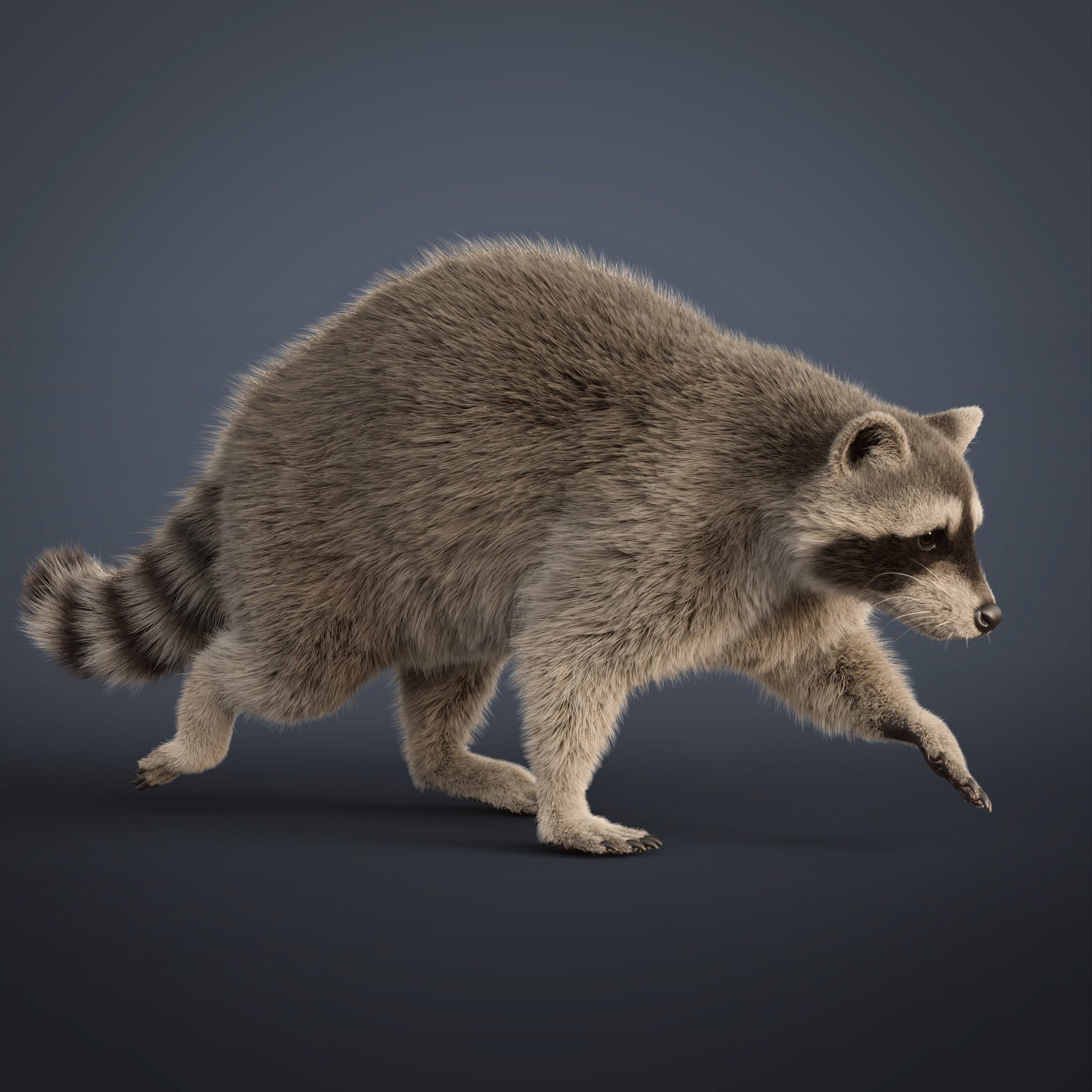 Raccoon Rigged Animated 3D model 7