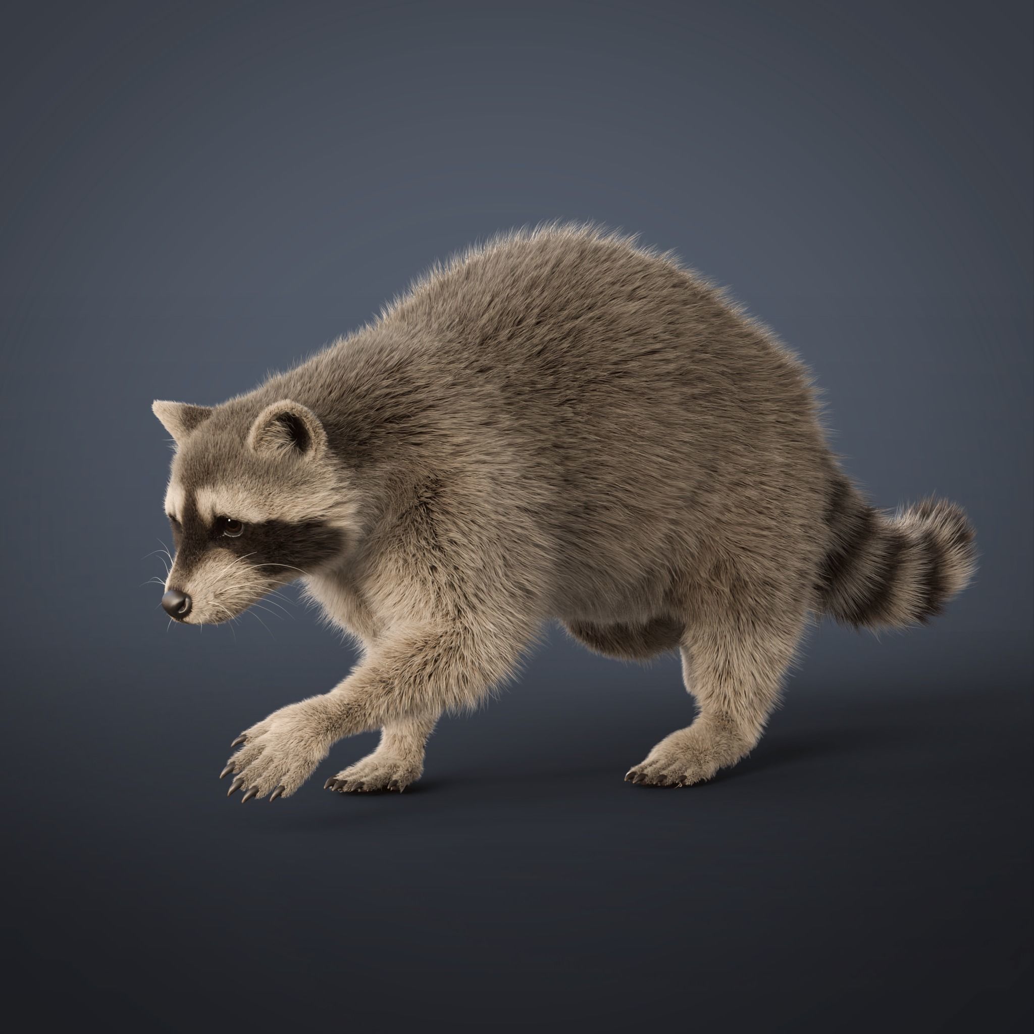 Raccoon Rigged Animated 3D model 8