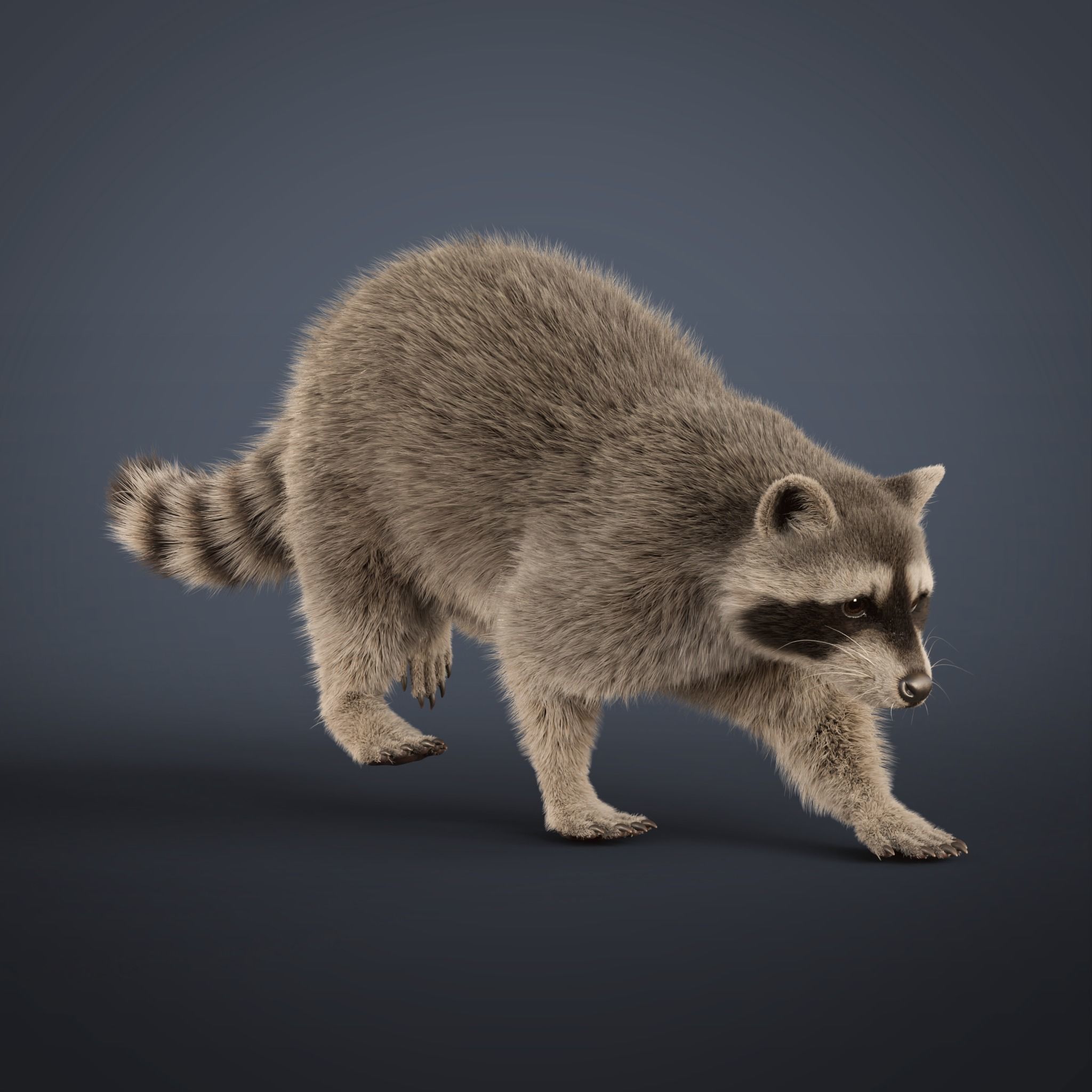 Raccoon Rigged Animated 3D model 9
