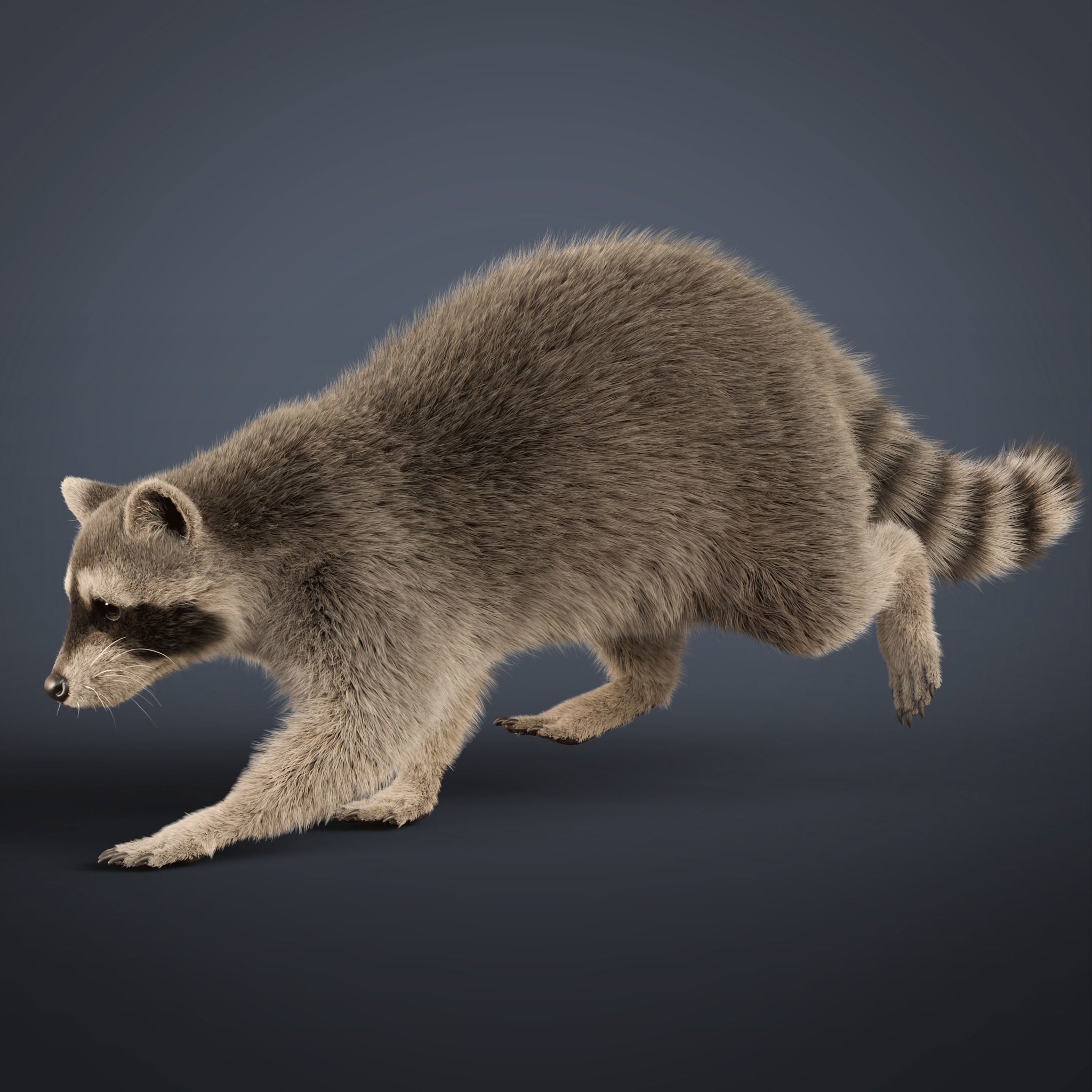 Raccoon Rigged Animated 3D model 10