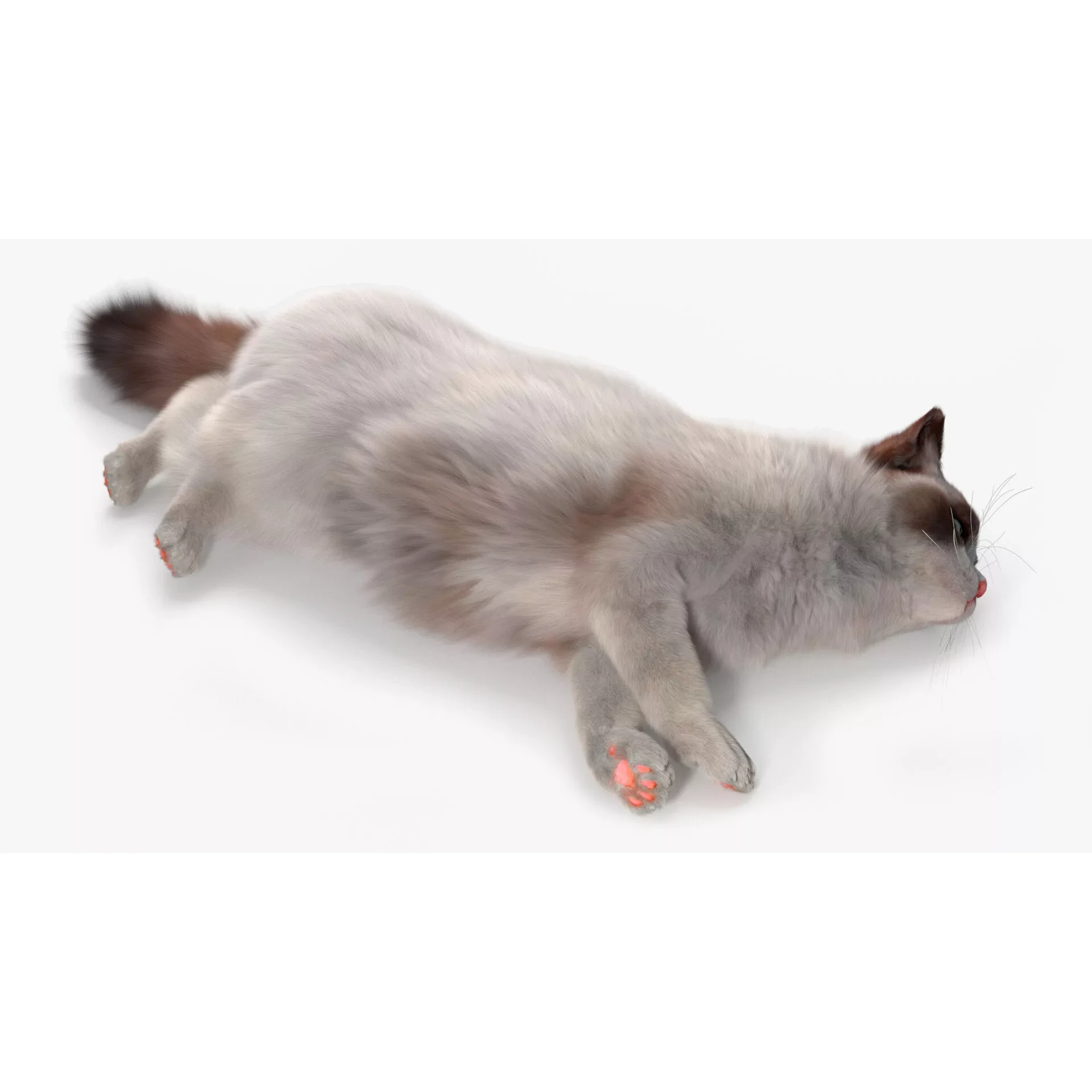 Ragdoll Cat Lying Pose Fur for Cinema 4D 3D model