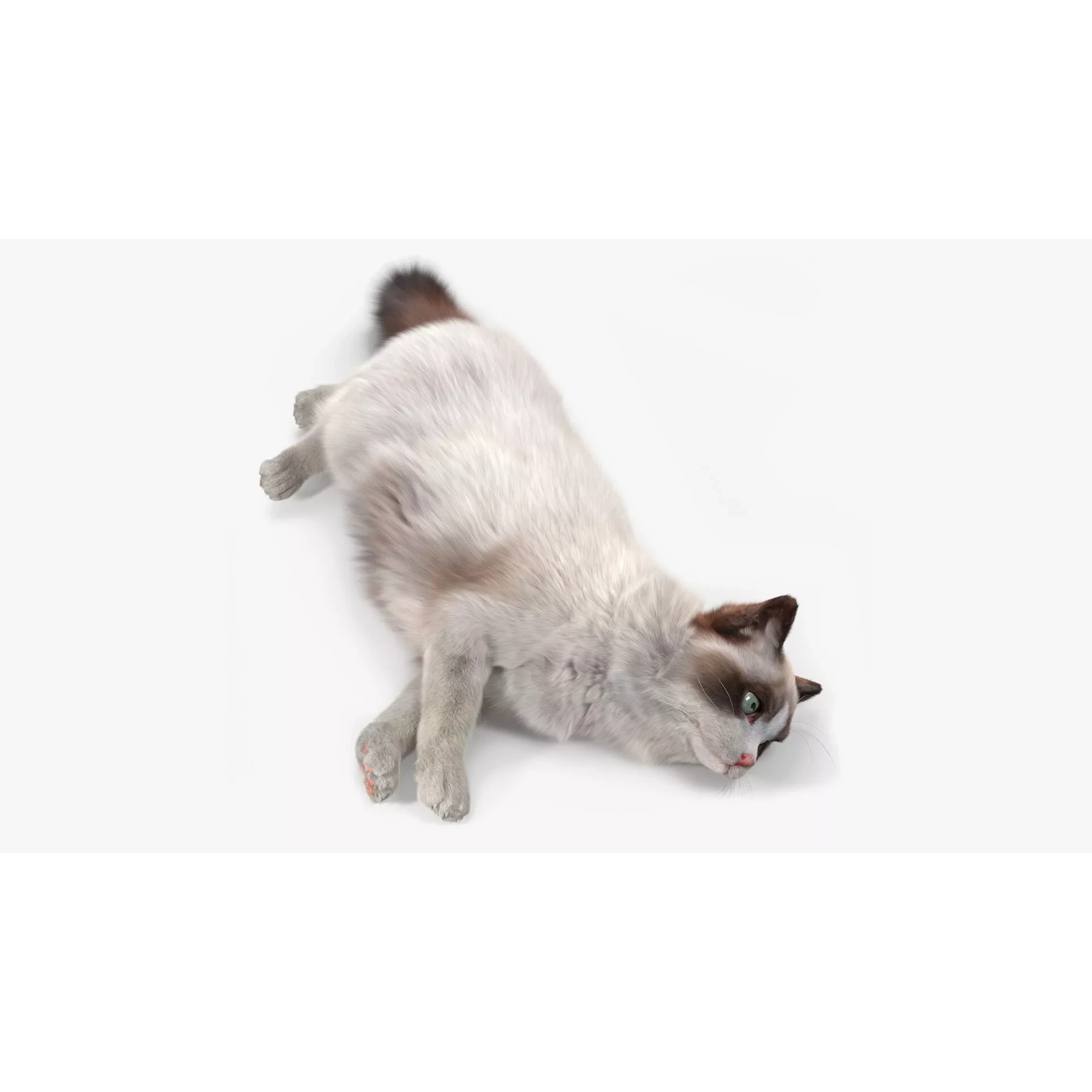 Ragdoll Cat Lying Pose Fur for Cinema 4D 3D model 2