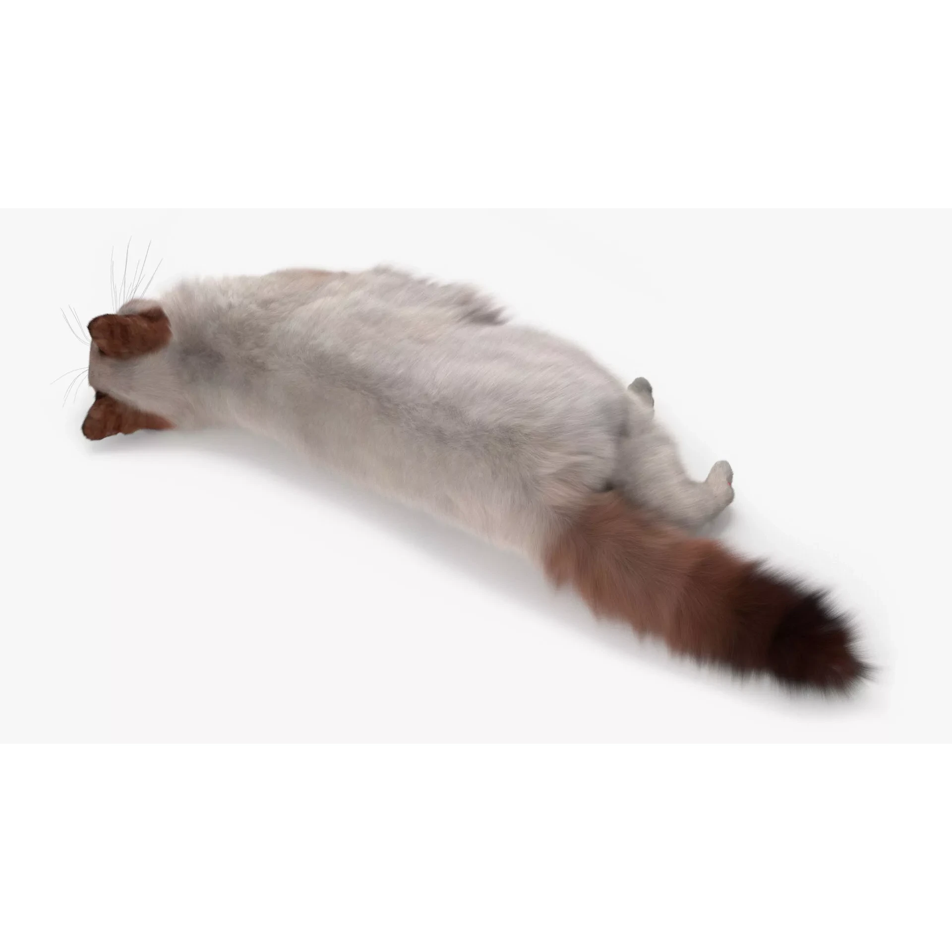 Ragdoll Cat Lying Pose Fur for Cinema 4D 3D model 4