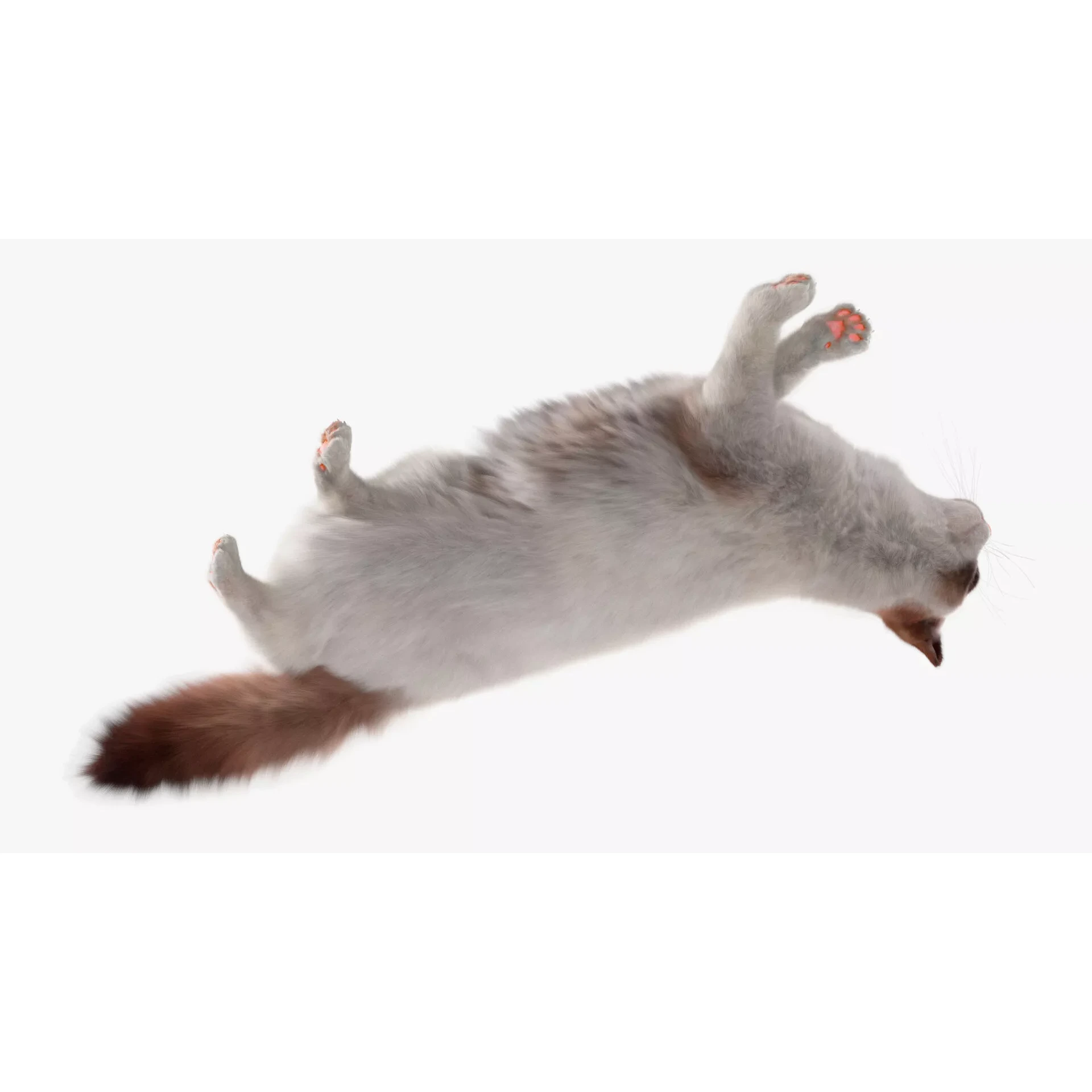 Ragdoll Cat Lying Pose Fur for Cinema 4D 3D model 5