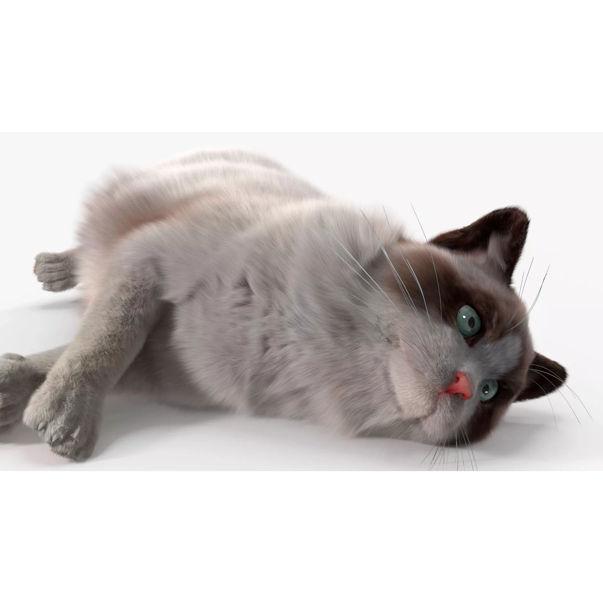 Ragdoll Cat Lying Pose Fur for Cinema 4D 3D model 6