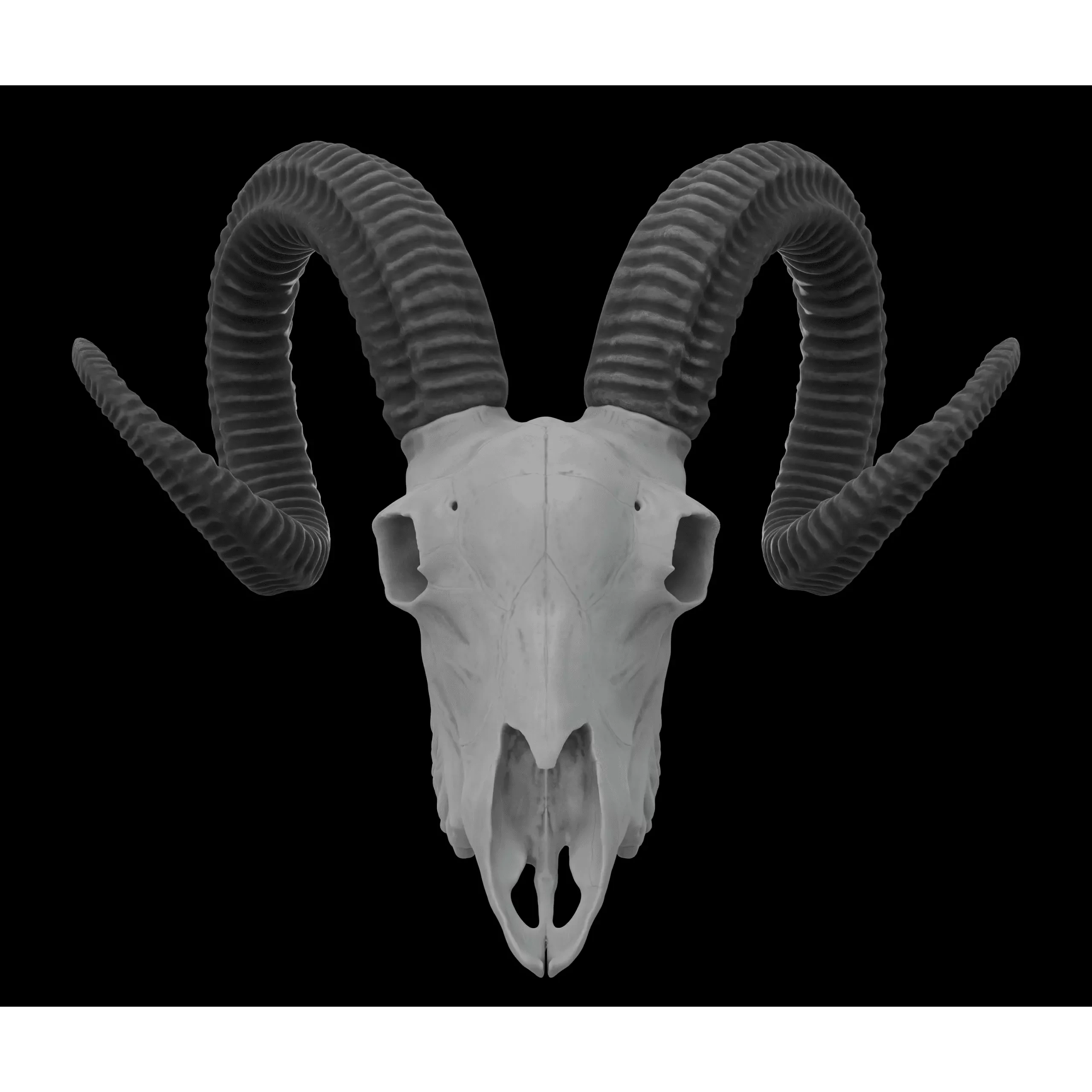 Ram Skull HighPoly Free 3D model