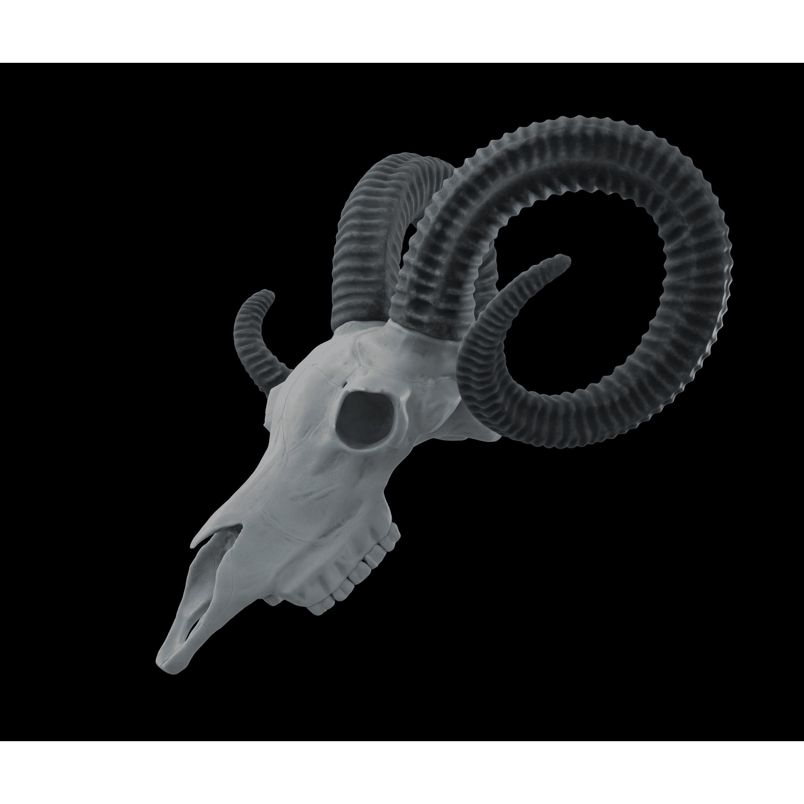 Ram Skull HighPoly Free 3D model 2