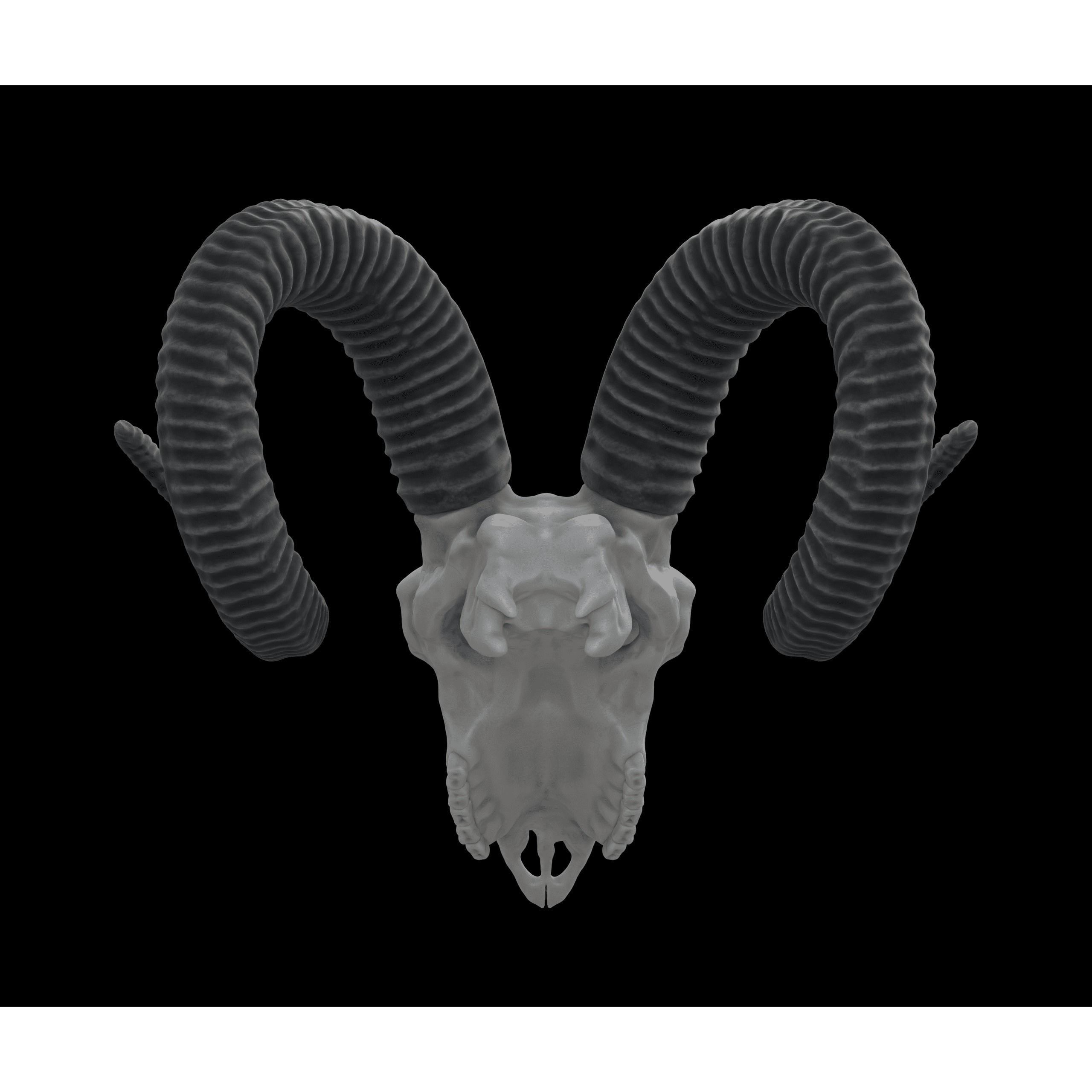 Ram Skull HighPoly Free 3D model 4