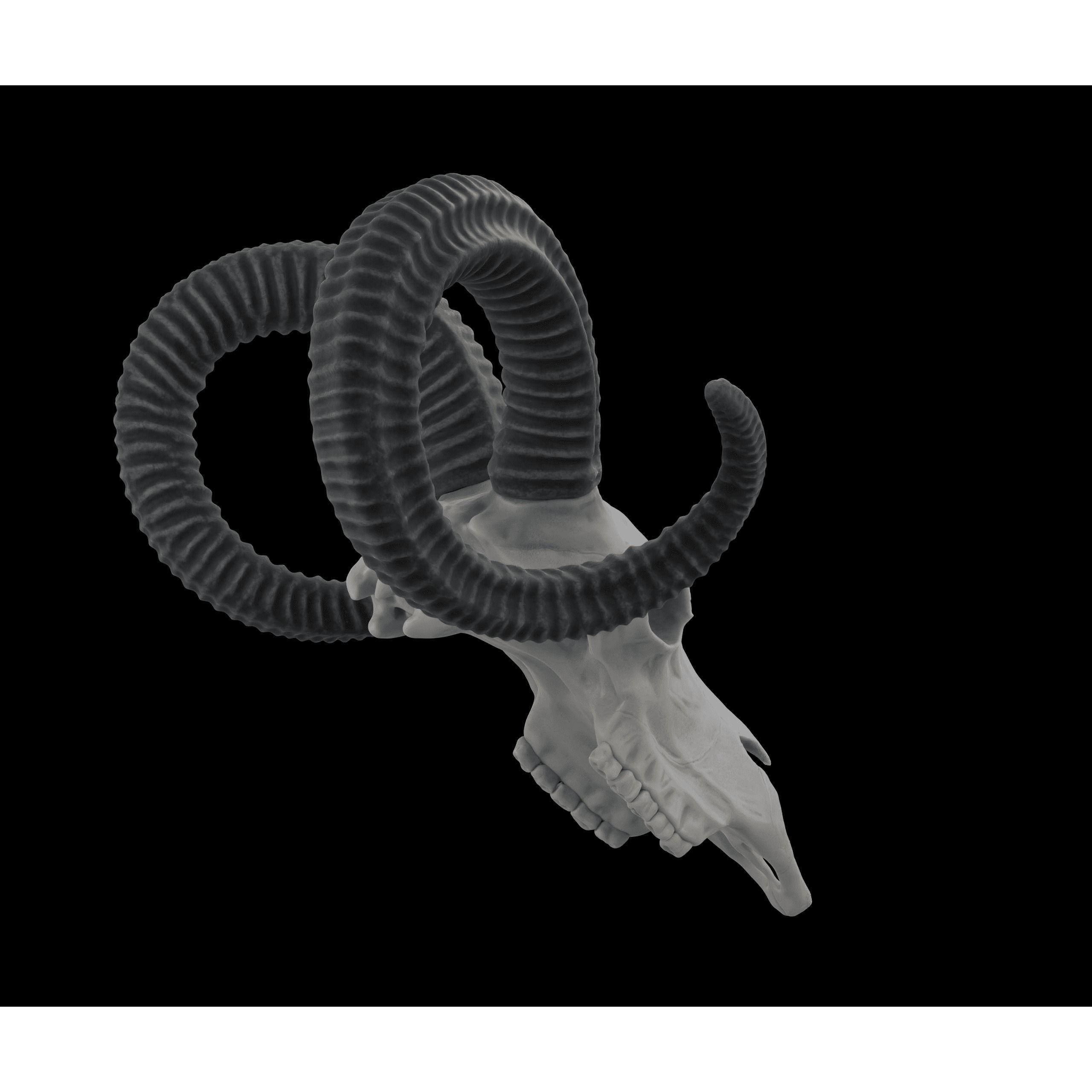 Ram Skull HighPoly Free 3D model 5