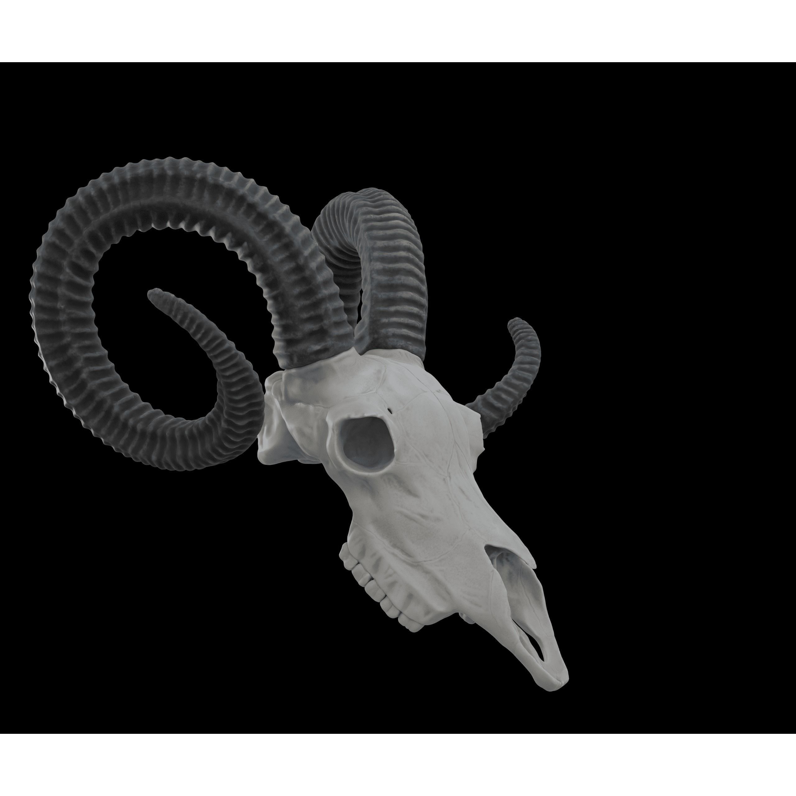 Ram Skull HighPoly Free 3D model 6