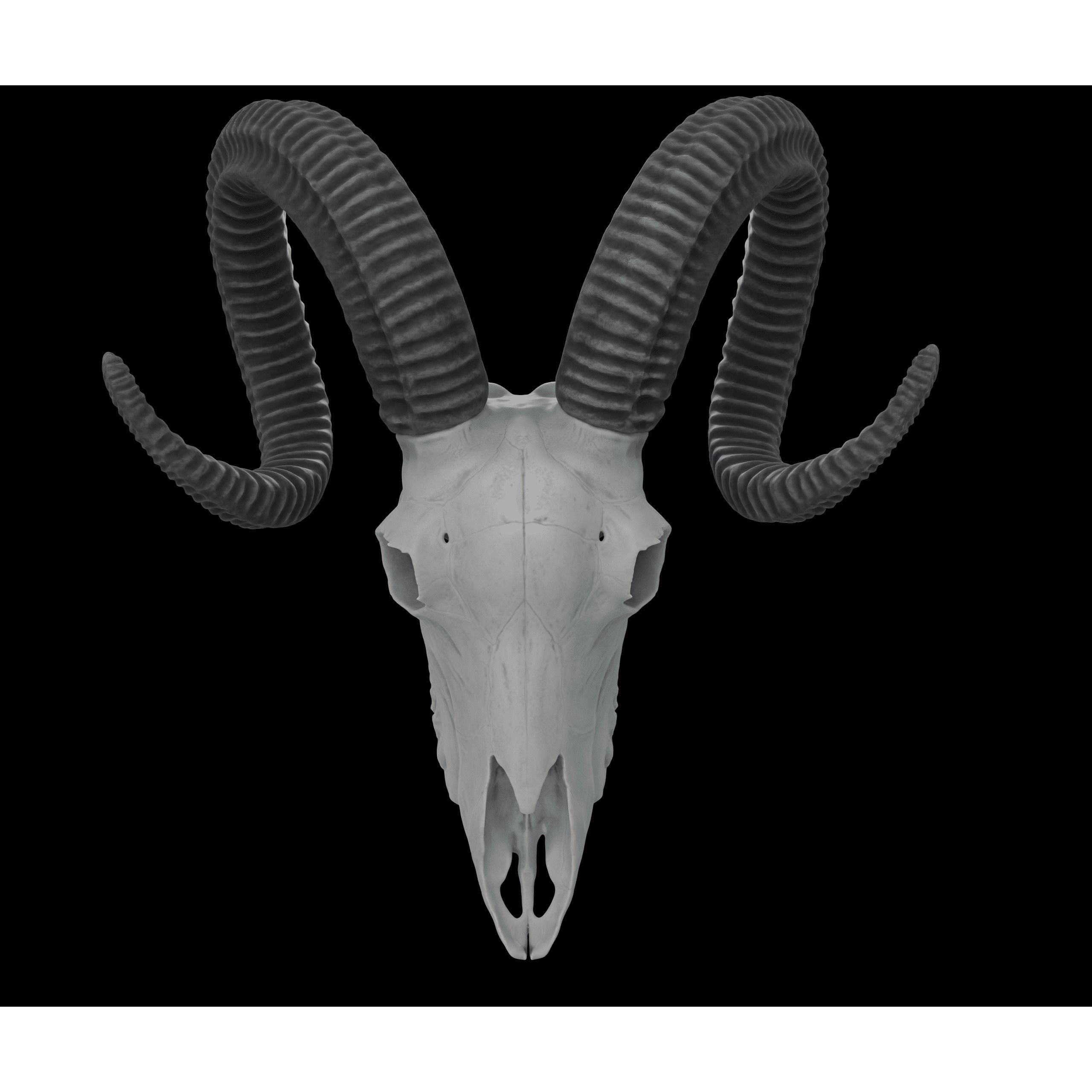 Ram Skull HighPoly Free 3D model 7