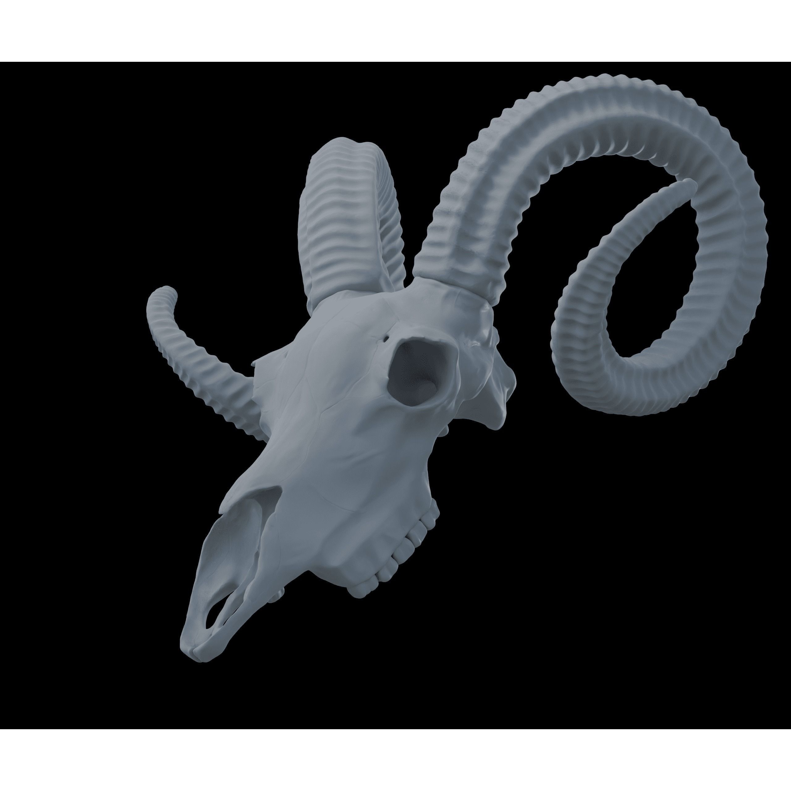 Ram Skull HighPoly Free 3D model 9