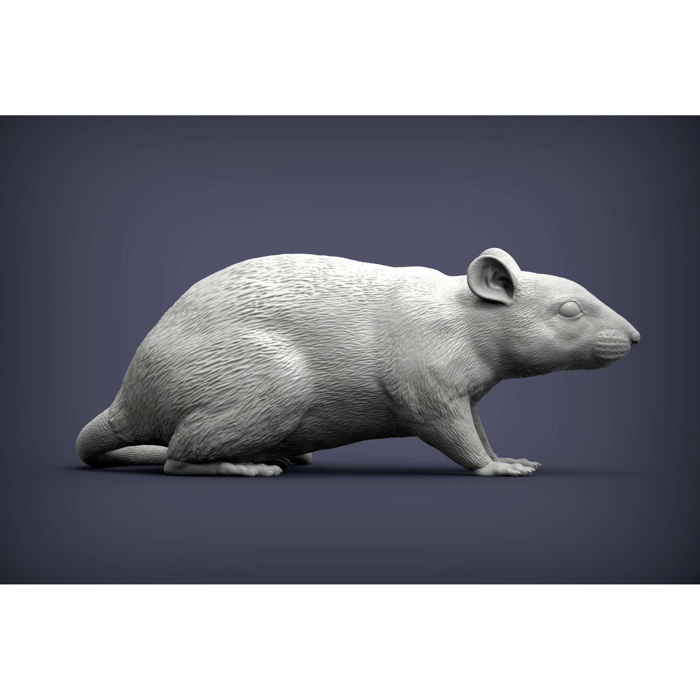 Rat 3D print model 3D print model 5