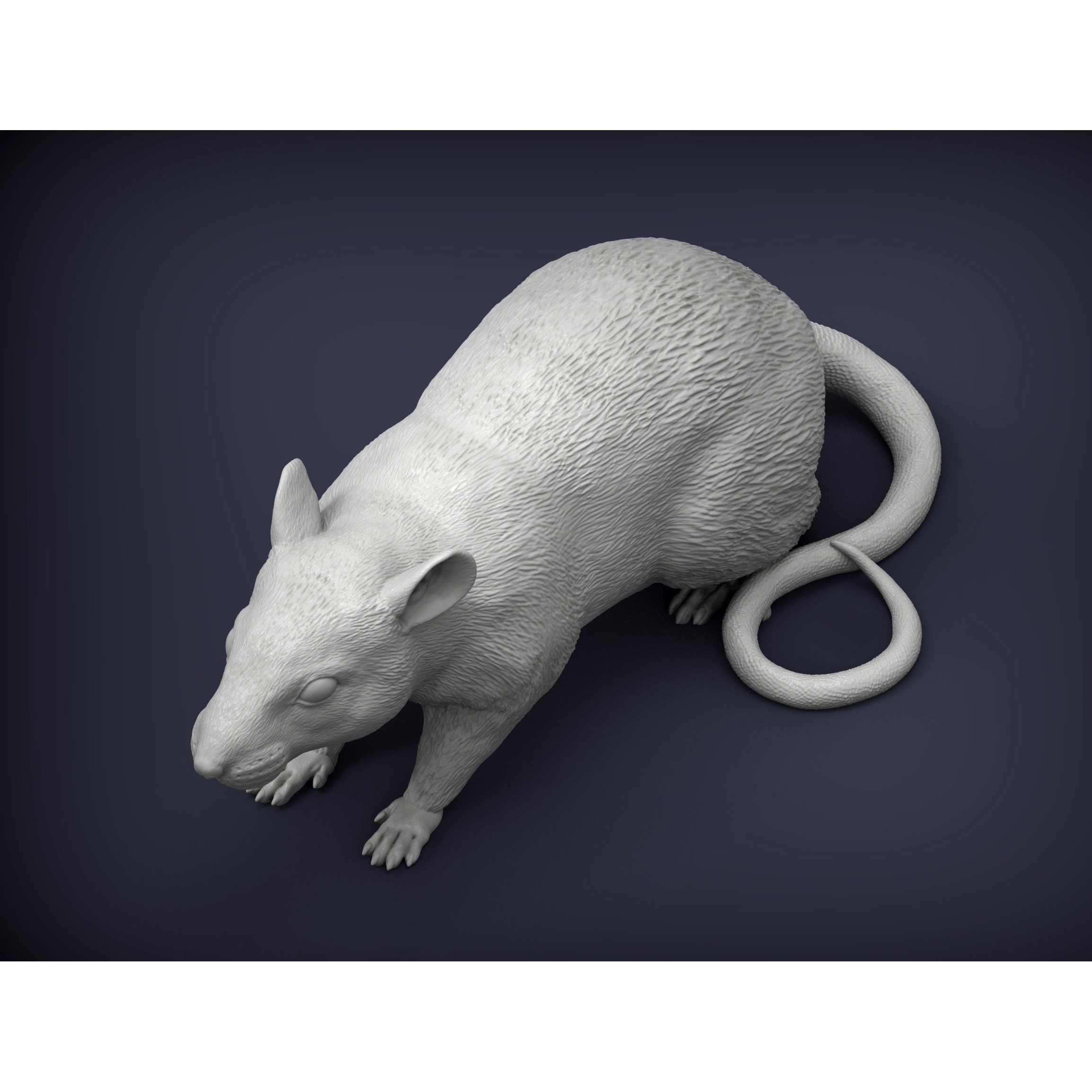 Rat 3D print model 3D print model 6