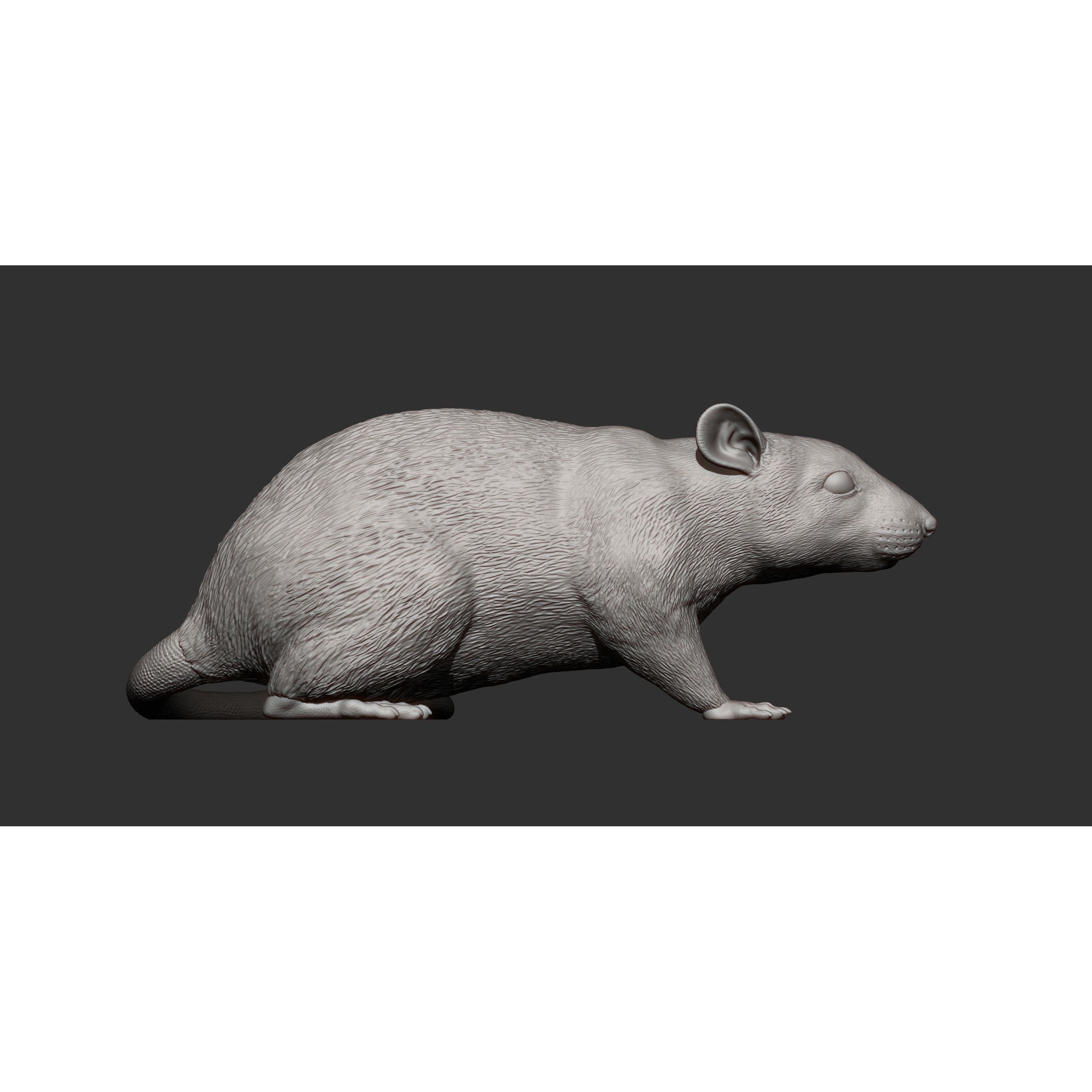 Rat 3D print model 3D print model 9
