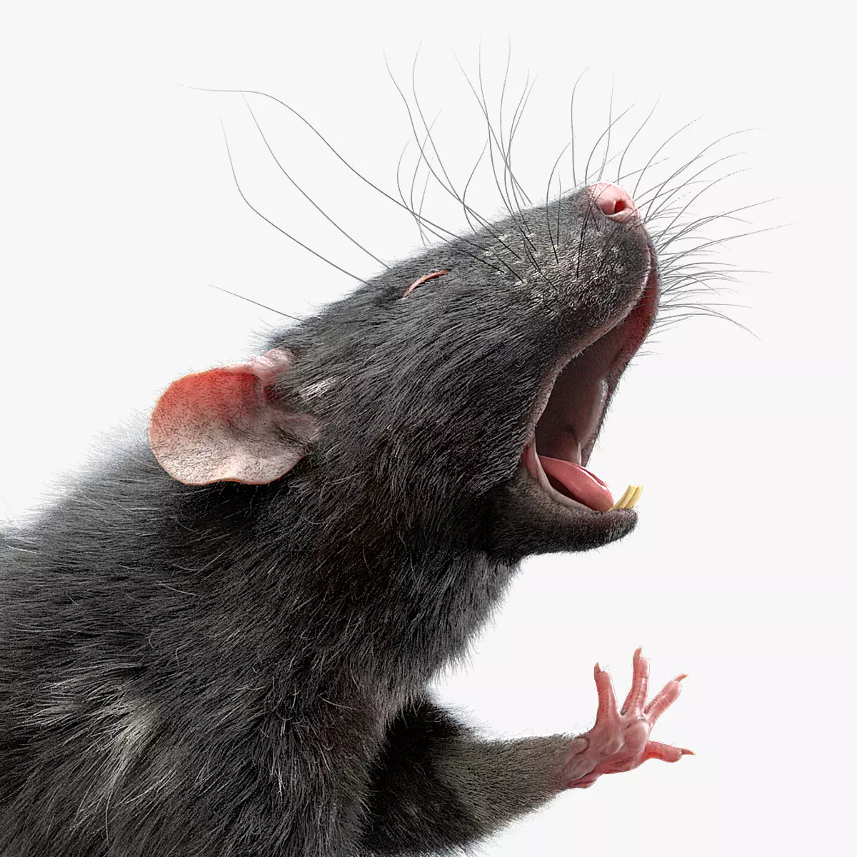 Rat Fur Rigged Black 3D model