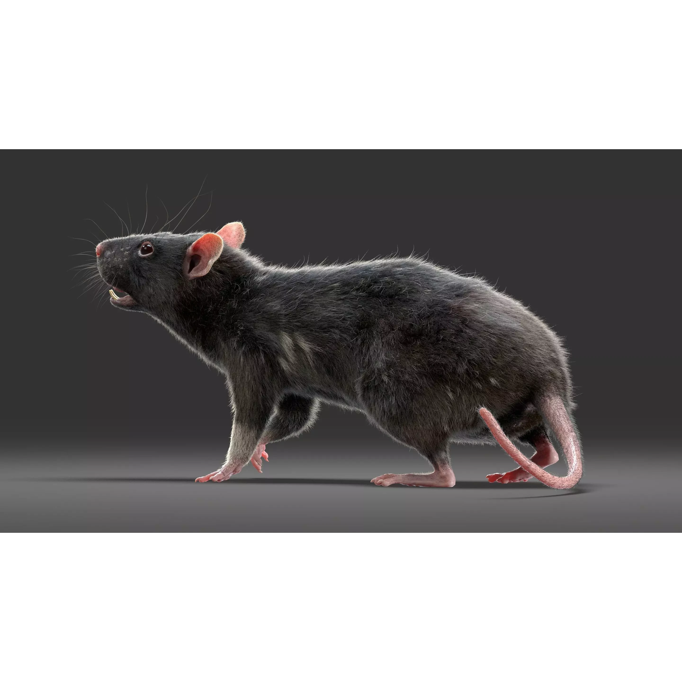 Rat Fur Rigged Black 3D model 2