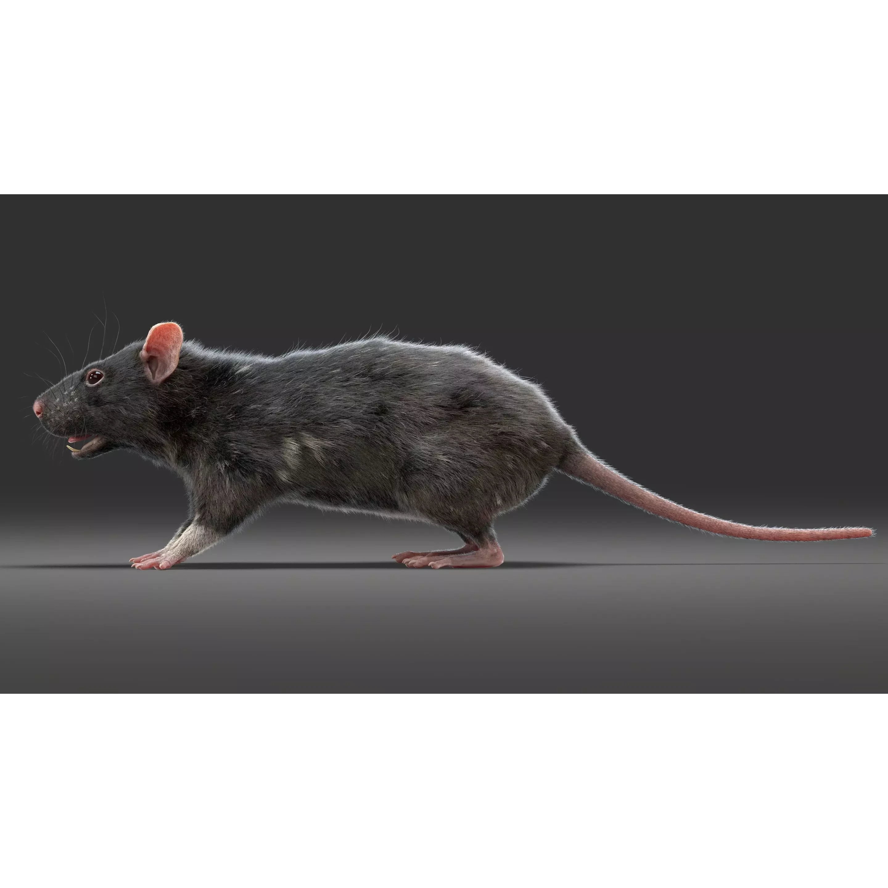 Rat Fur Rigged Black 3D model 3
