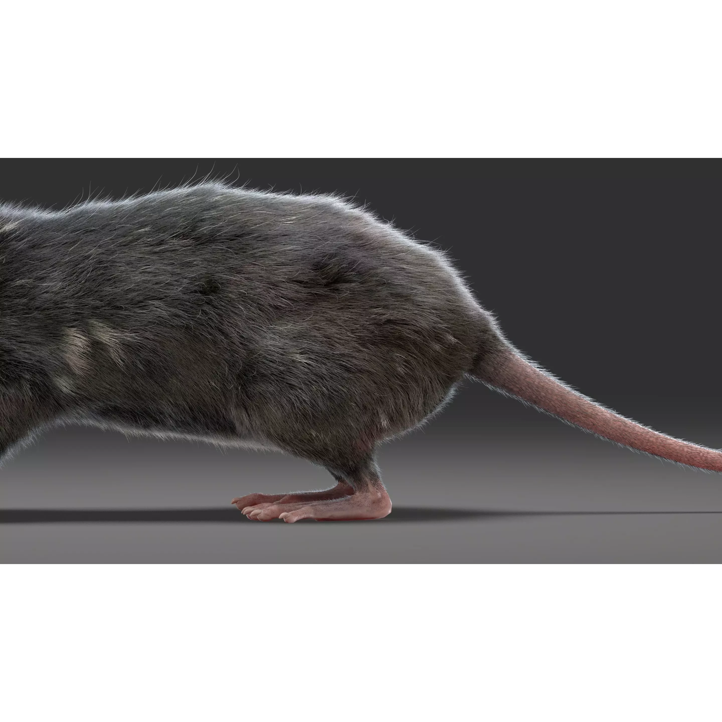Rat Fur Rigged Black 3D model 4